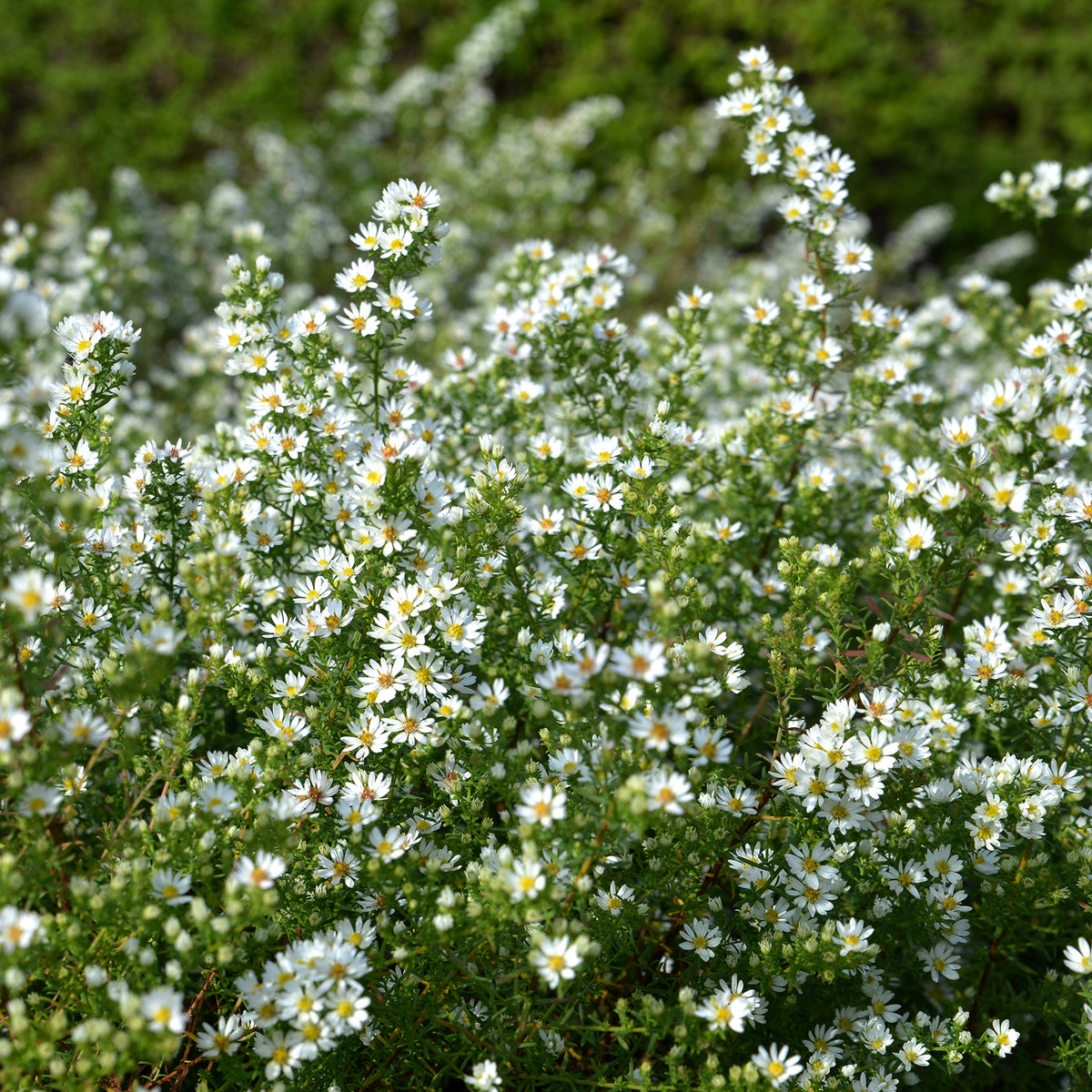 Aster éricoïde Snowflurry - Aster ericoides Snowflurry - Willemse