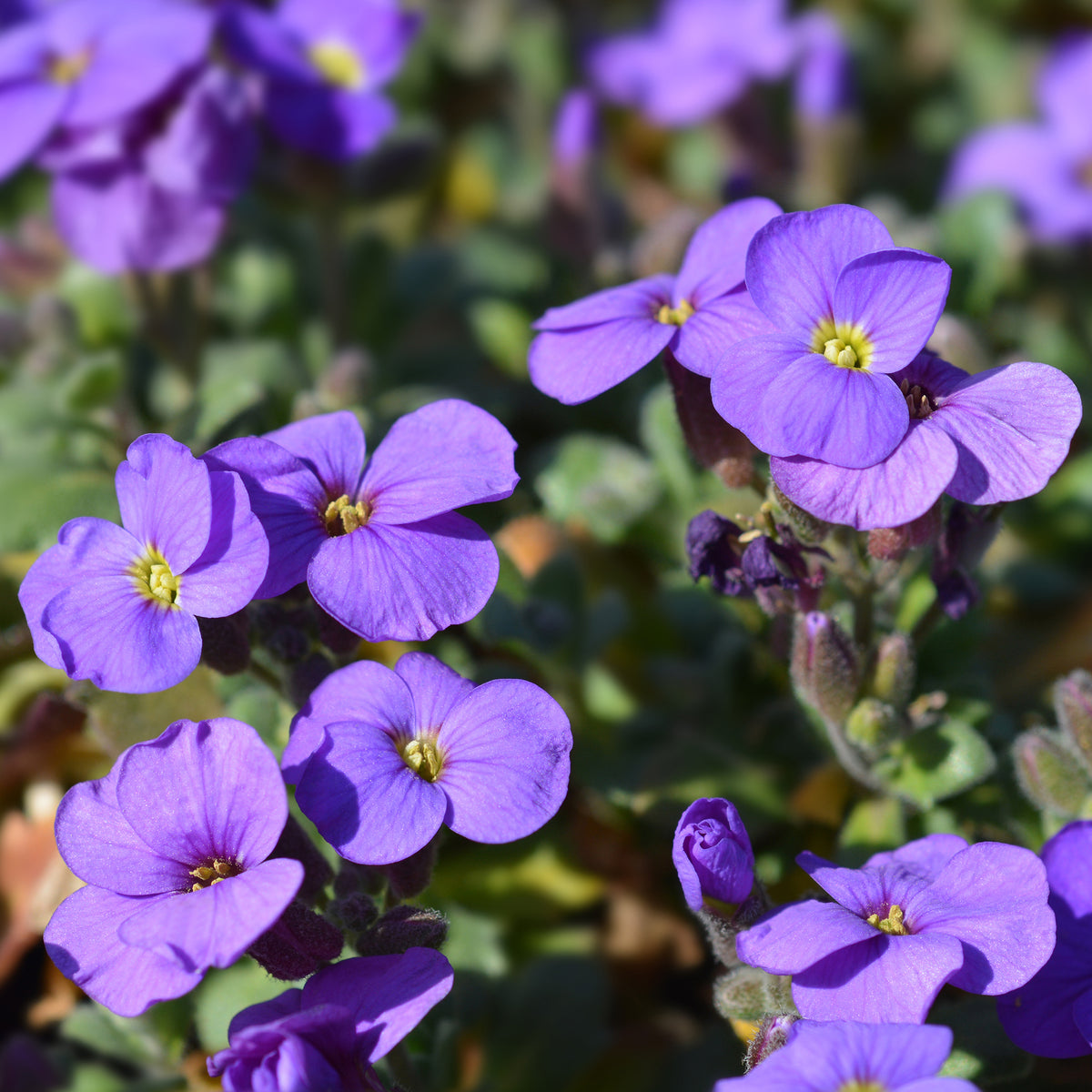 Aubriète Cascade Purple - Aubrieta Cascade Purple - Willemse