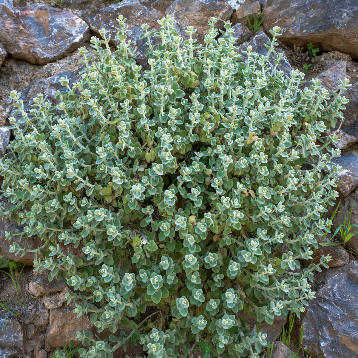 Ballote pseudodictame - Ballota pseudodictamnus - Willemse
