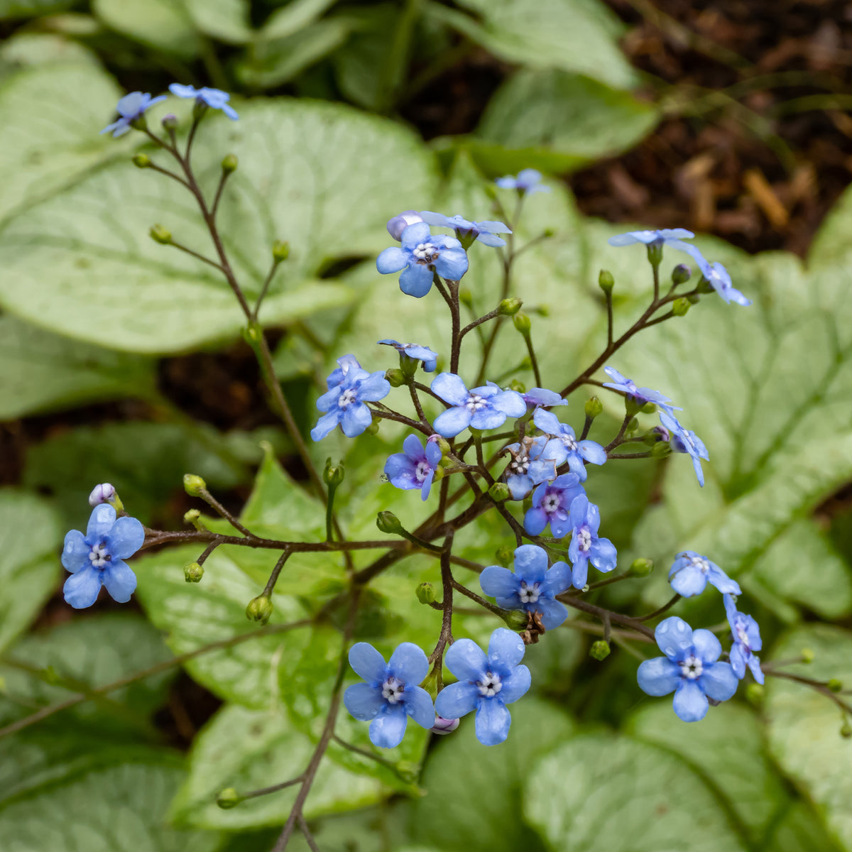 Myosotis du Caucase Silver Heart® - Brunnera macrophylla Silver Heart - Willemse