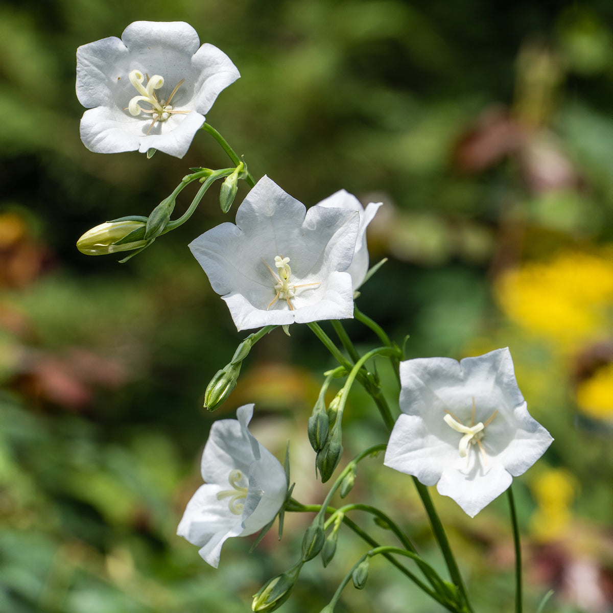 Campanule à feuilles de pêcher Alba - Campanula persicifolia Alba - Willemse