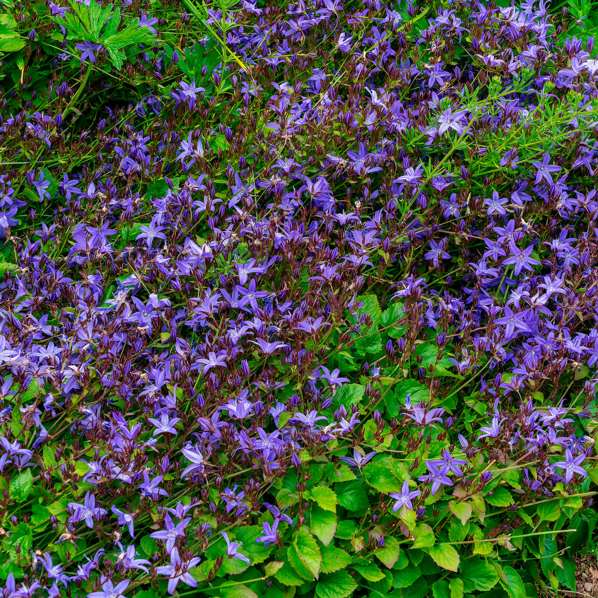 Campanule des murets Stella - Campanula poscharskyana Stella - Willemse