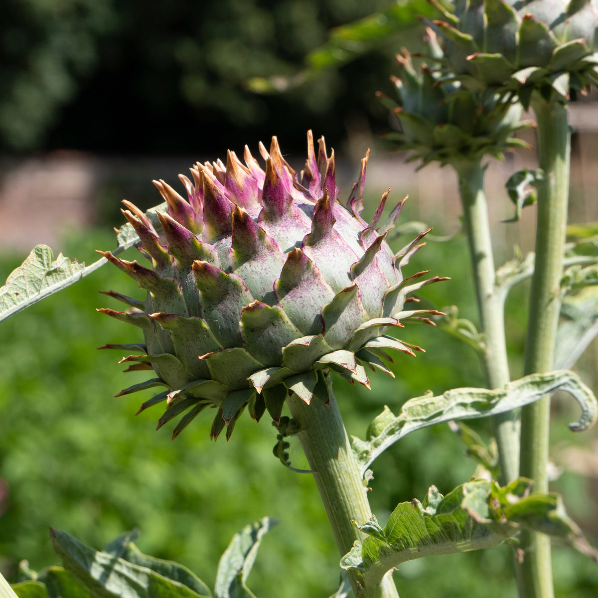 Cardon - Cynara cardunculus - Willemse