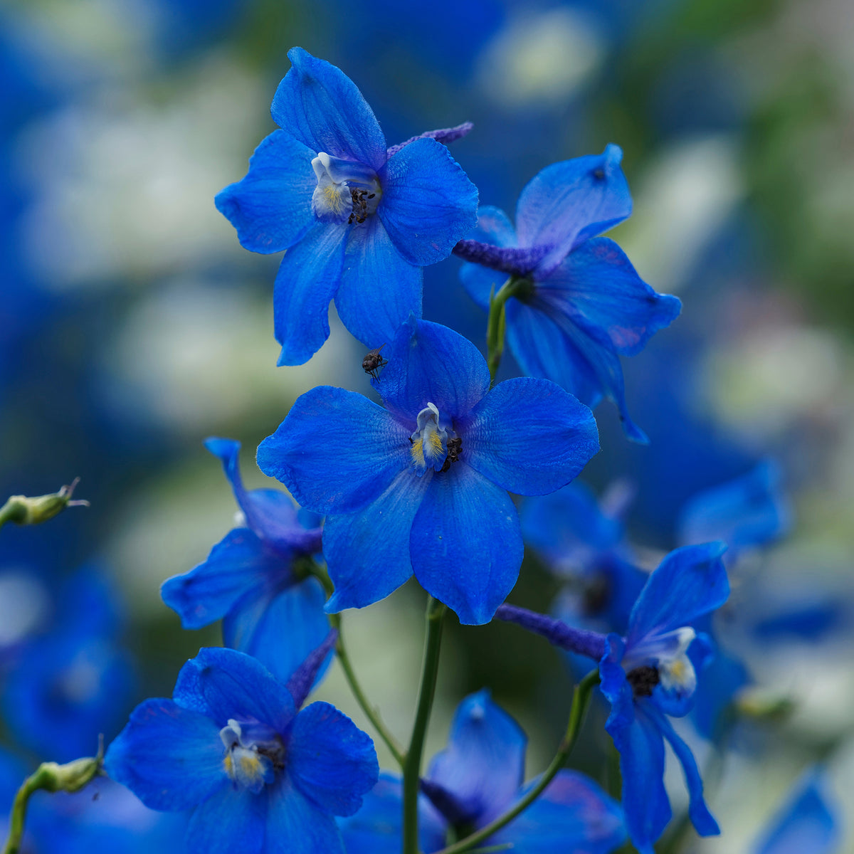 Delphinium belladones Bellamosum - Delphinium belladonna Bellamosum - Willemse