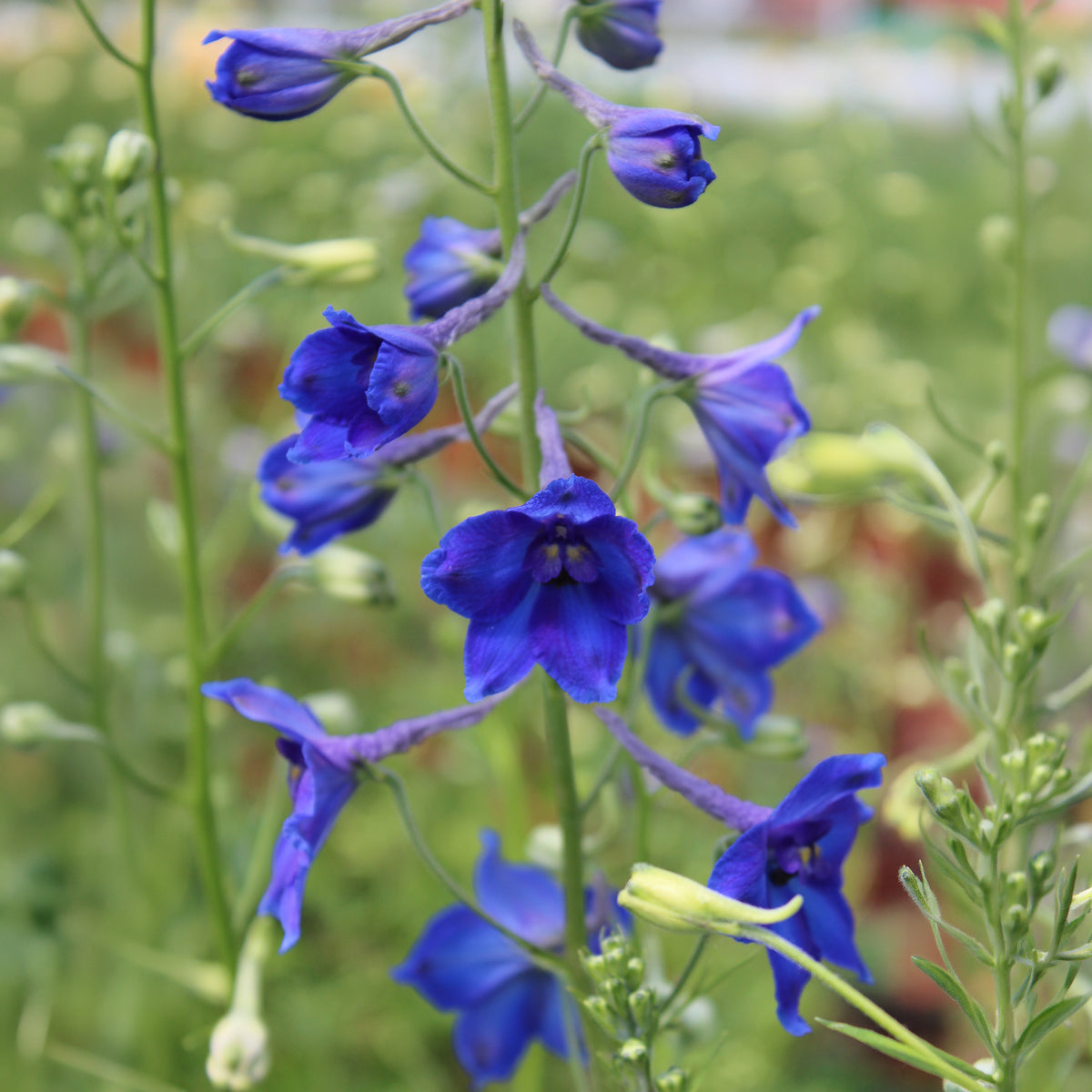Delphinium Volkerfrieden - Delphinium ( belladonna group ) völkerfrieden - Willemse