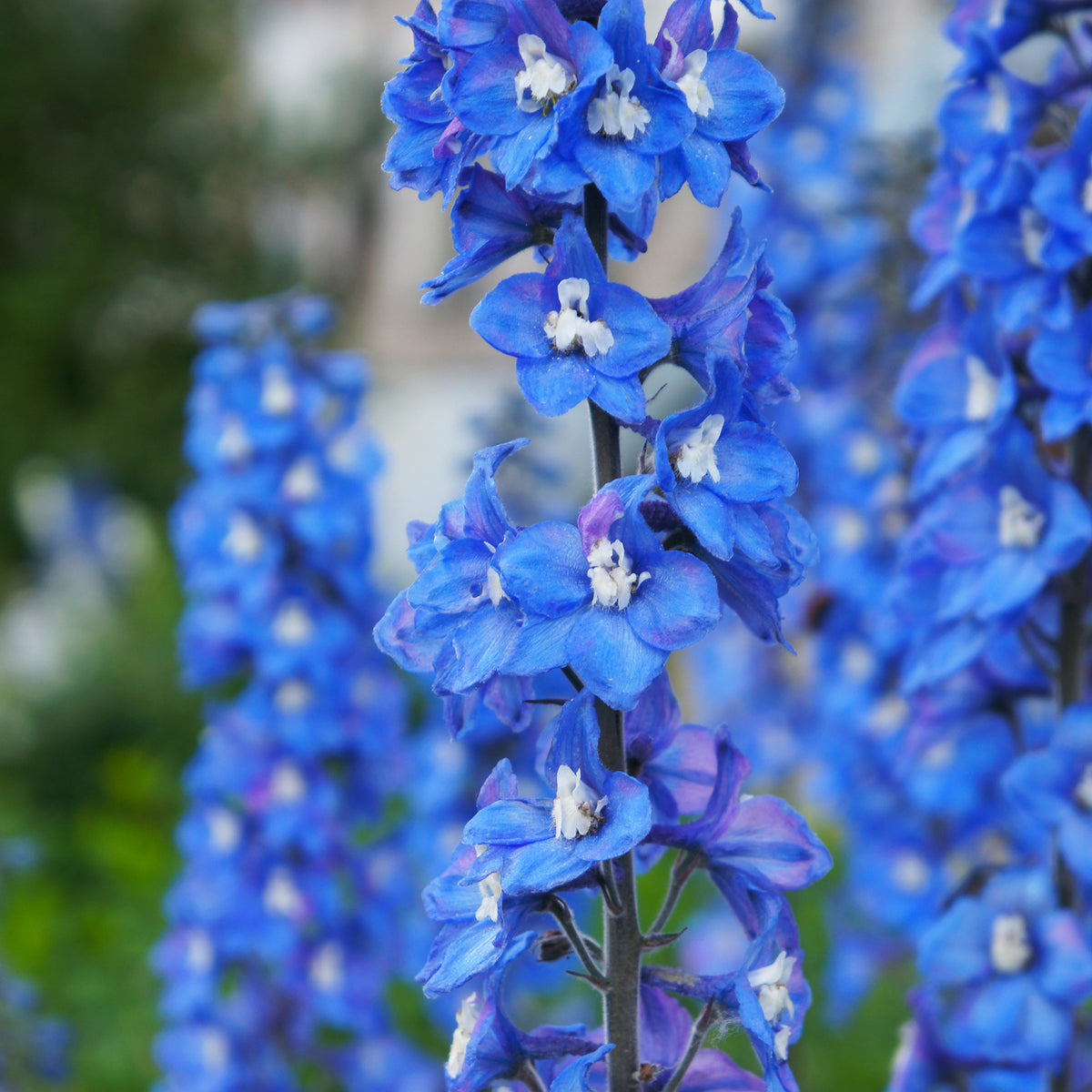 Delphinium géant Blue Bird - Delphinium Pacific Blue Bird - Willemse