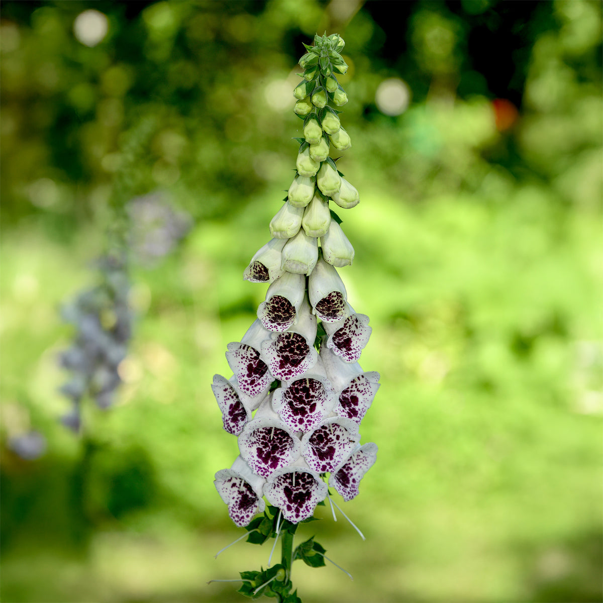Digitale Pams Choice - Digitalis purpurea pams choice - Willemse