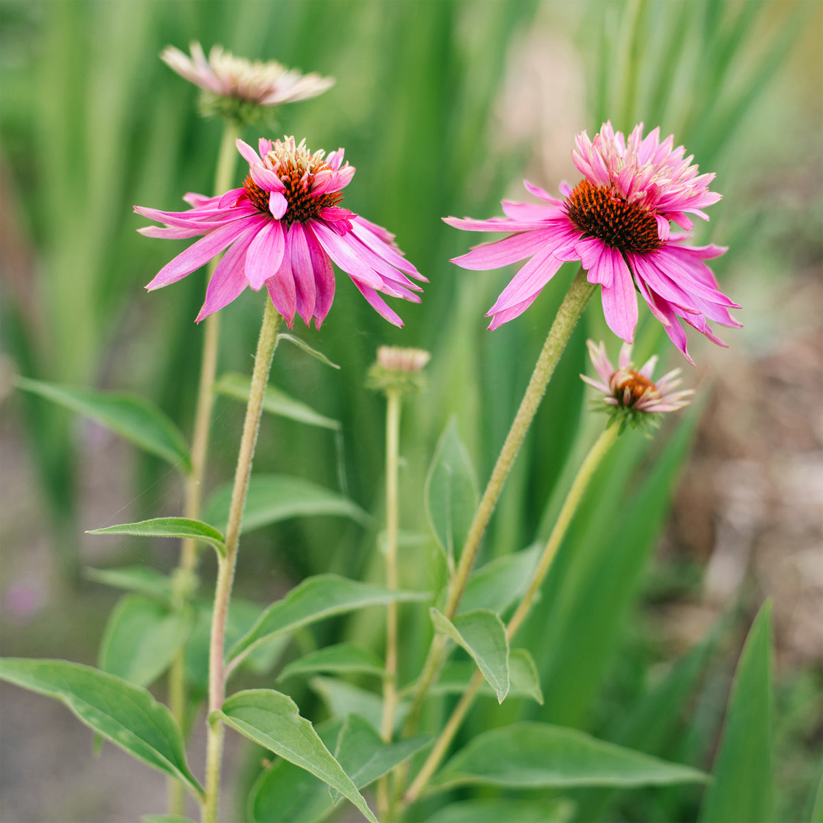 Echinacée pourpre Double-Decker - Echinacea purpurea double-decker - Willemse