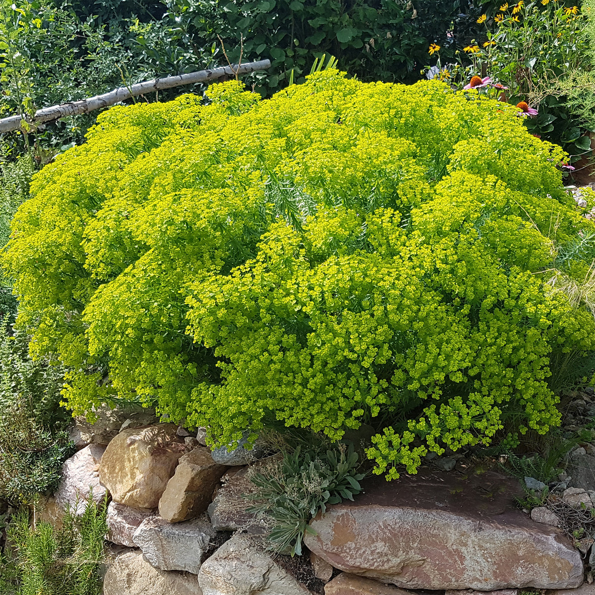 Euphorbe de Sibérie - Euphorbia seguieriana subsp. niciciana - Willemse