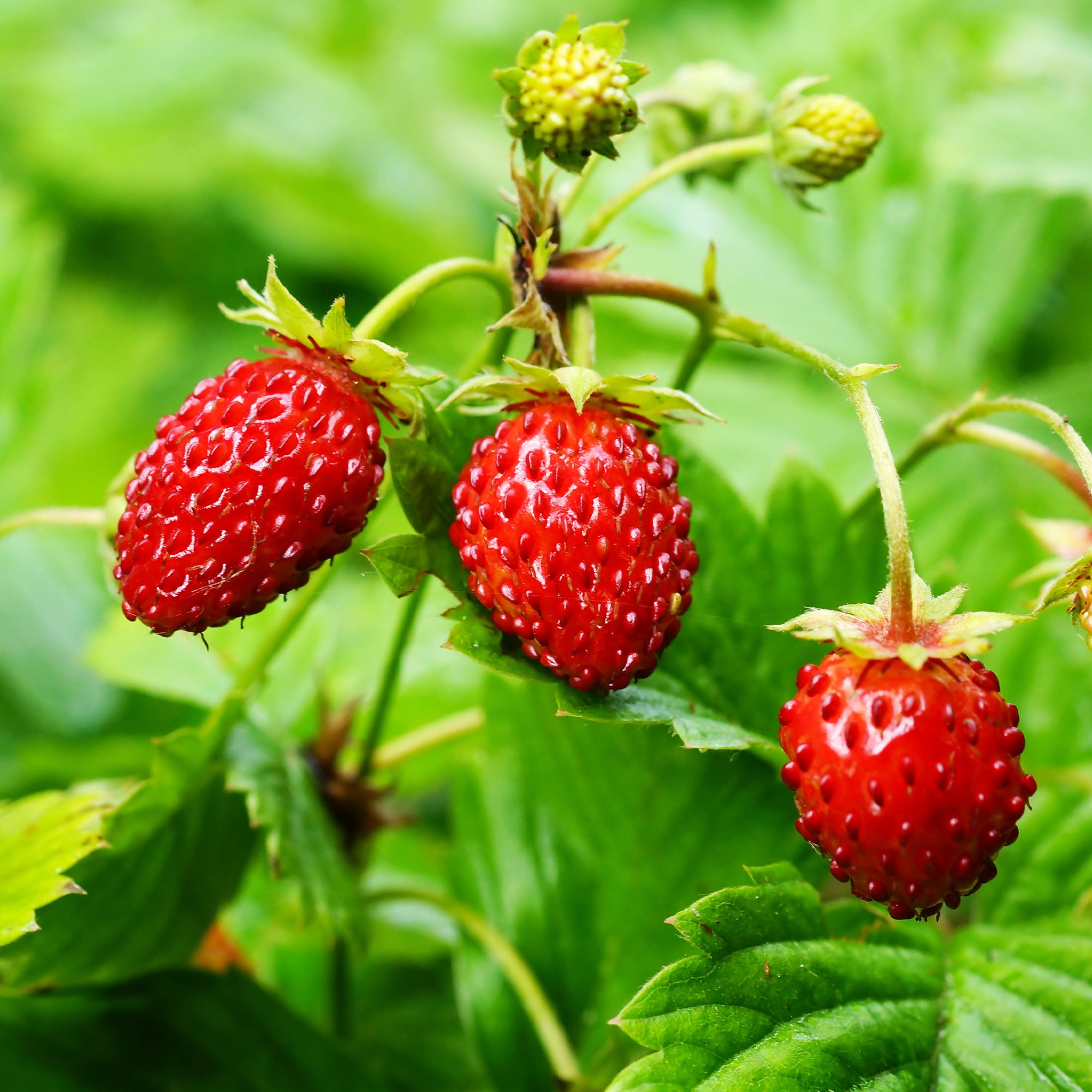 Fraisier des bois, récolte parfumée en bac