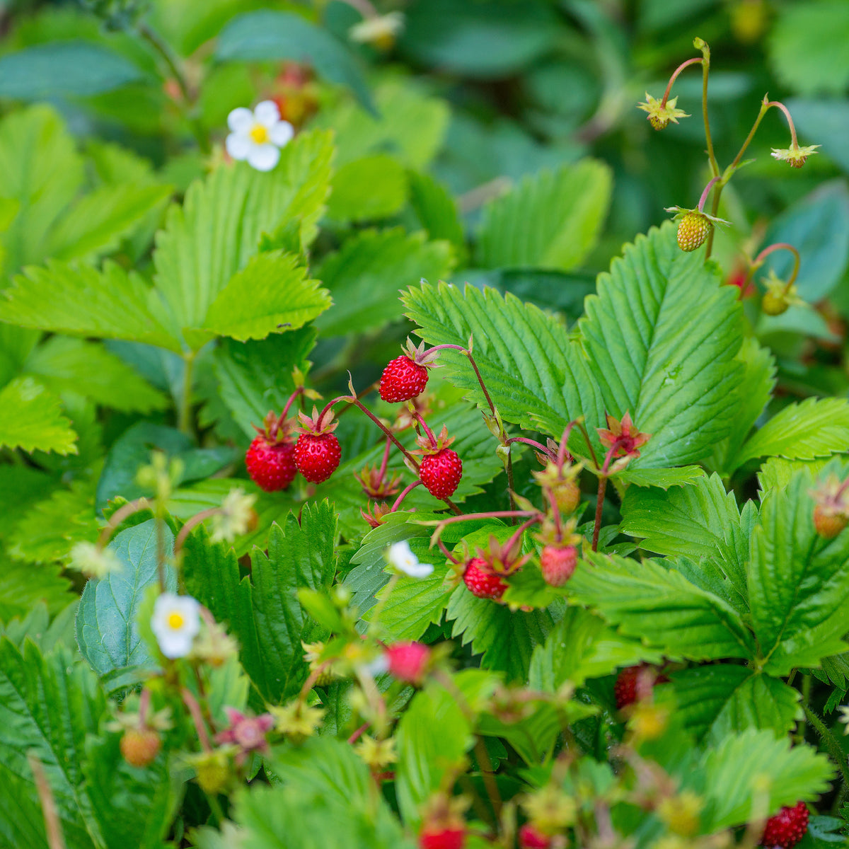 Fraisier des bois - Fragaria vesca - Willemse