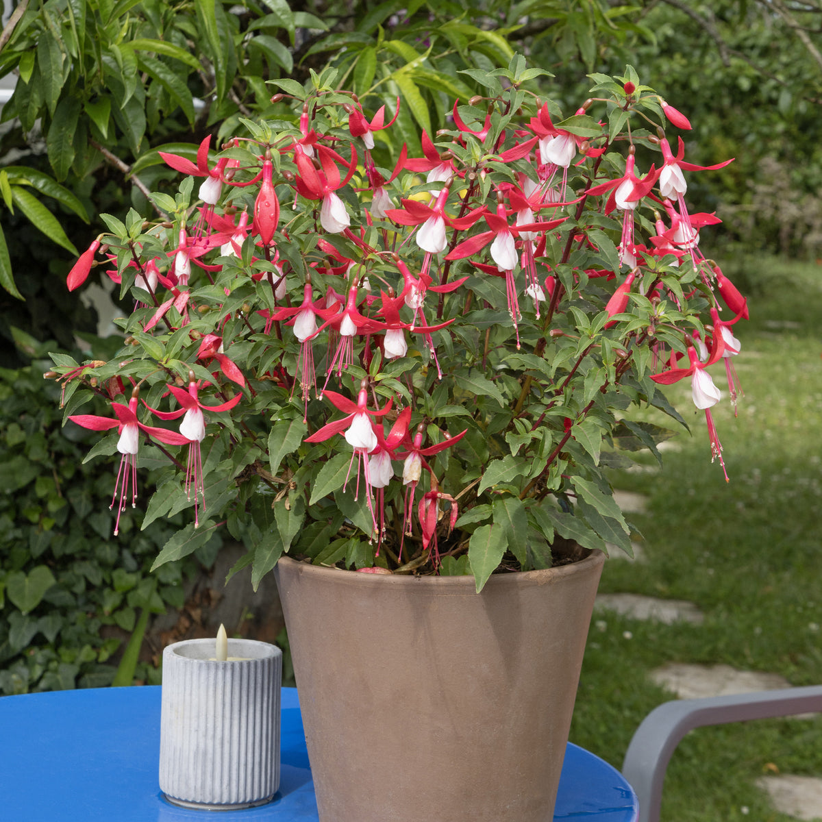 Fuchsia Mme Cornelissen - Fuchsia Madame Cornelissen - Willemse