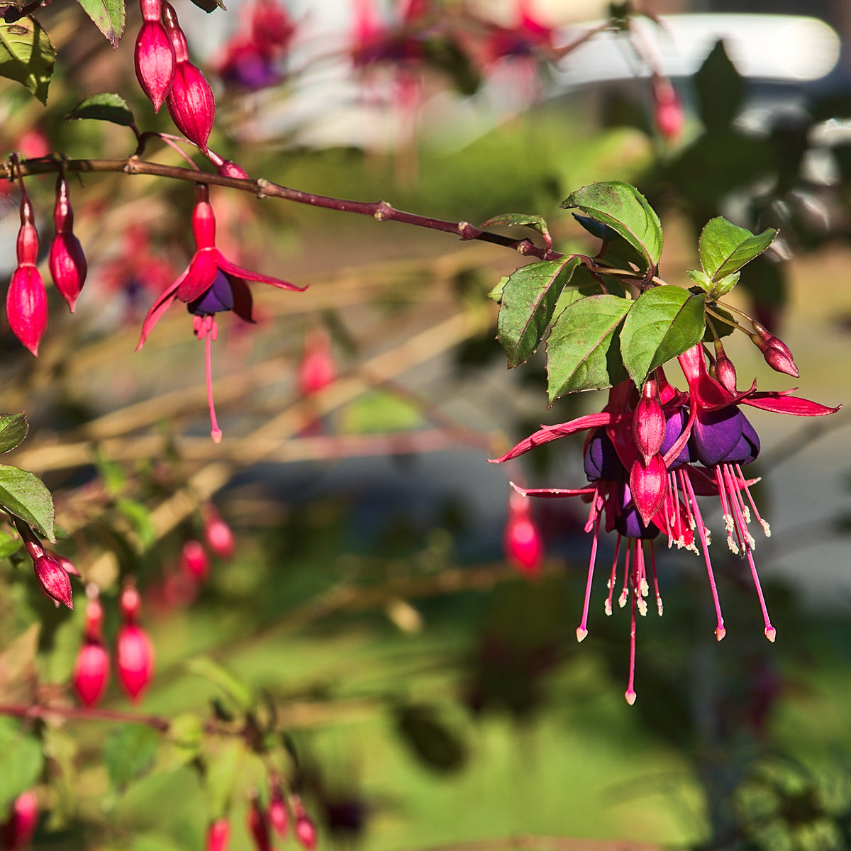 Fuchsia de Magellan Riccartonii - Fuchsia magellanica Riccartonii - Willemse