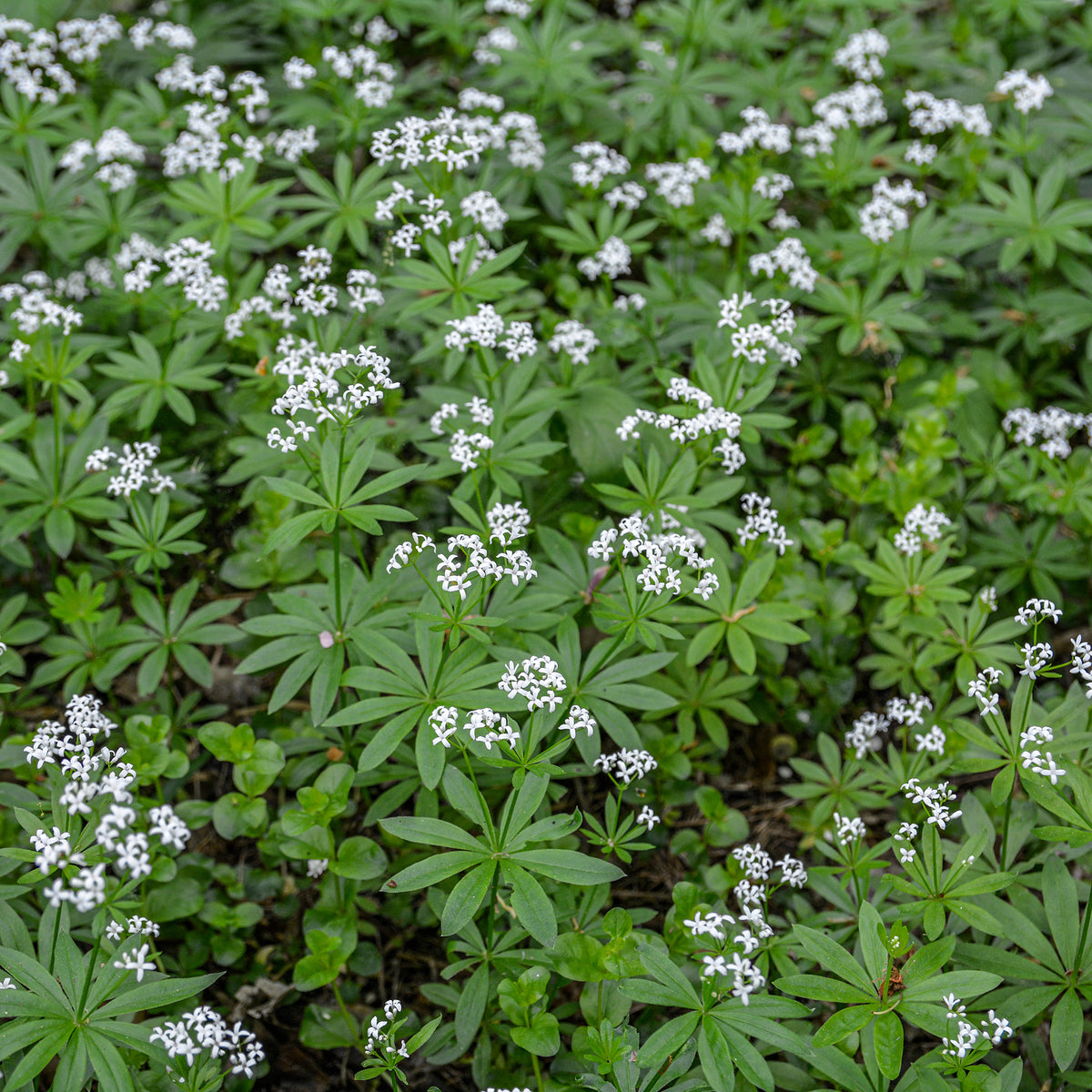 Aspérule odorante - Petit Muguet - Galium odoratum - Willemse