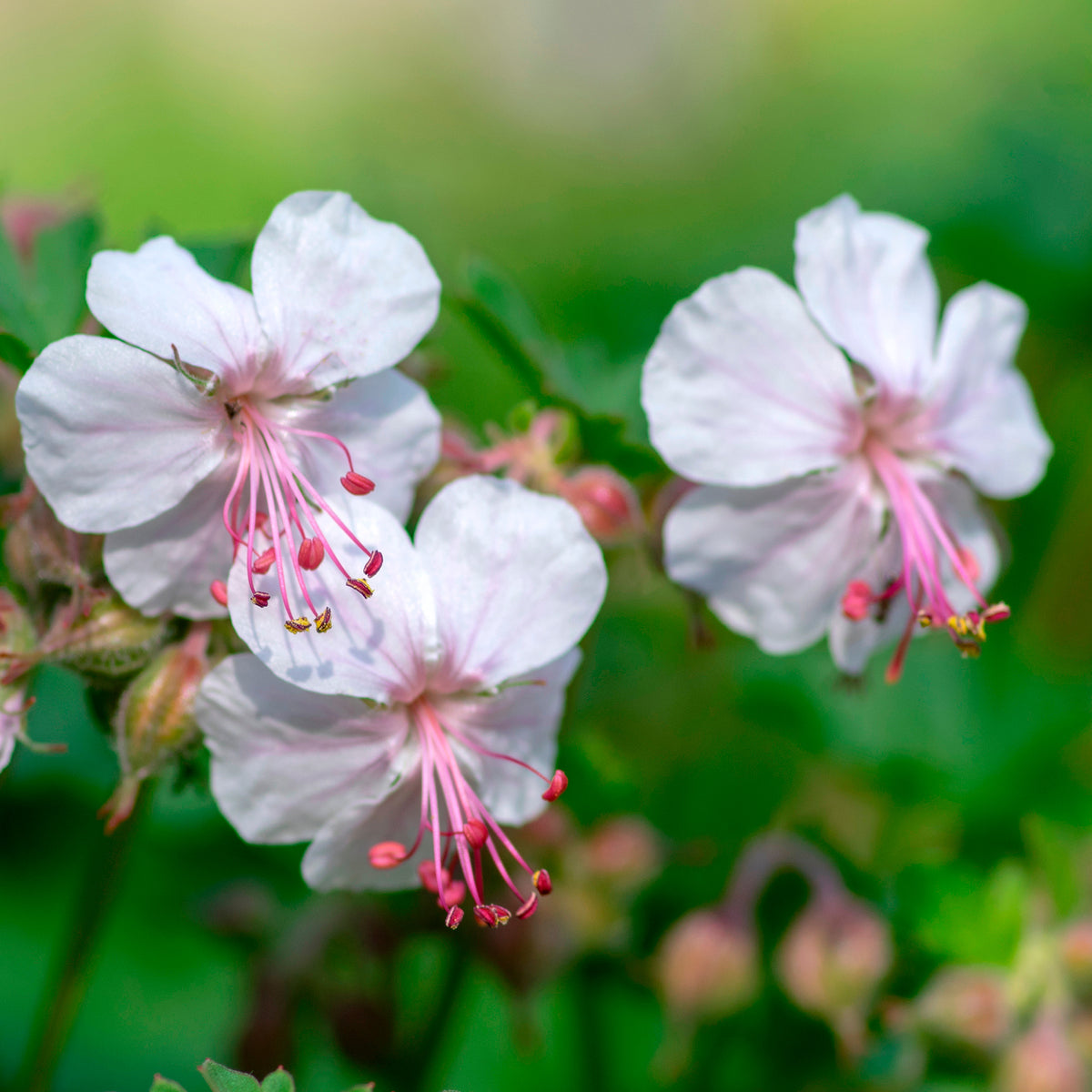 Géranium vivace sanguins Album - Geranium x cantabrigiense st ola - Willemse