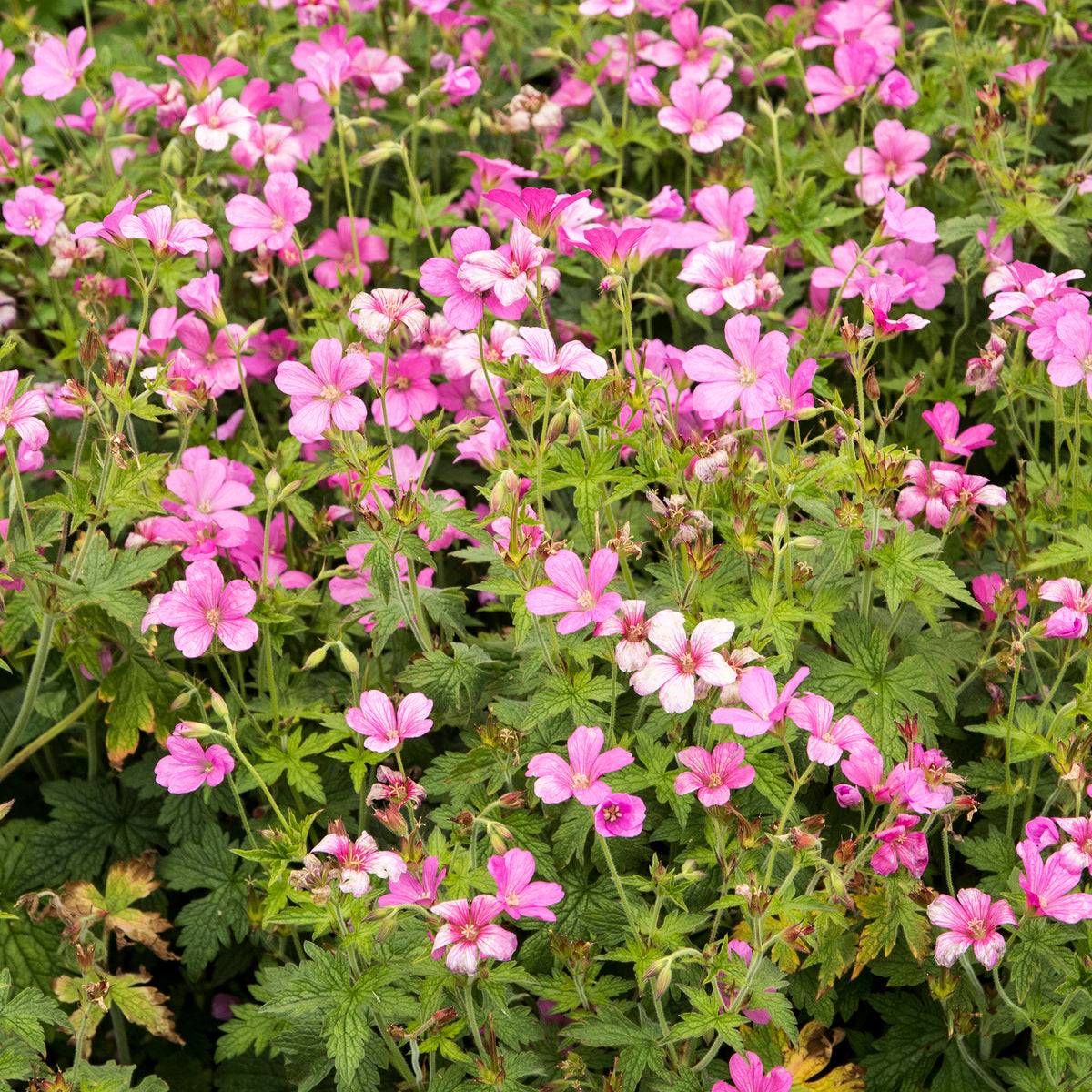 Géranium vivace d'Endress - Geranium endressii - Willemse