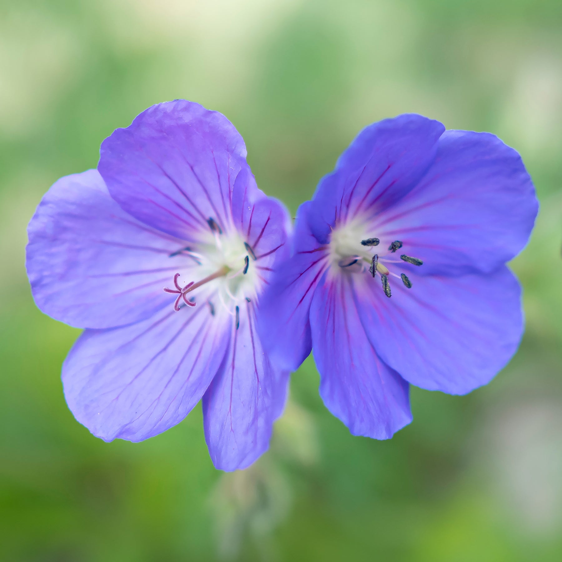 Géranium vivace Brookside