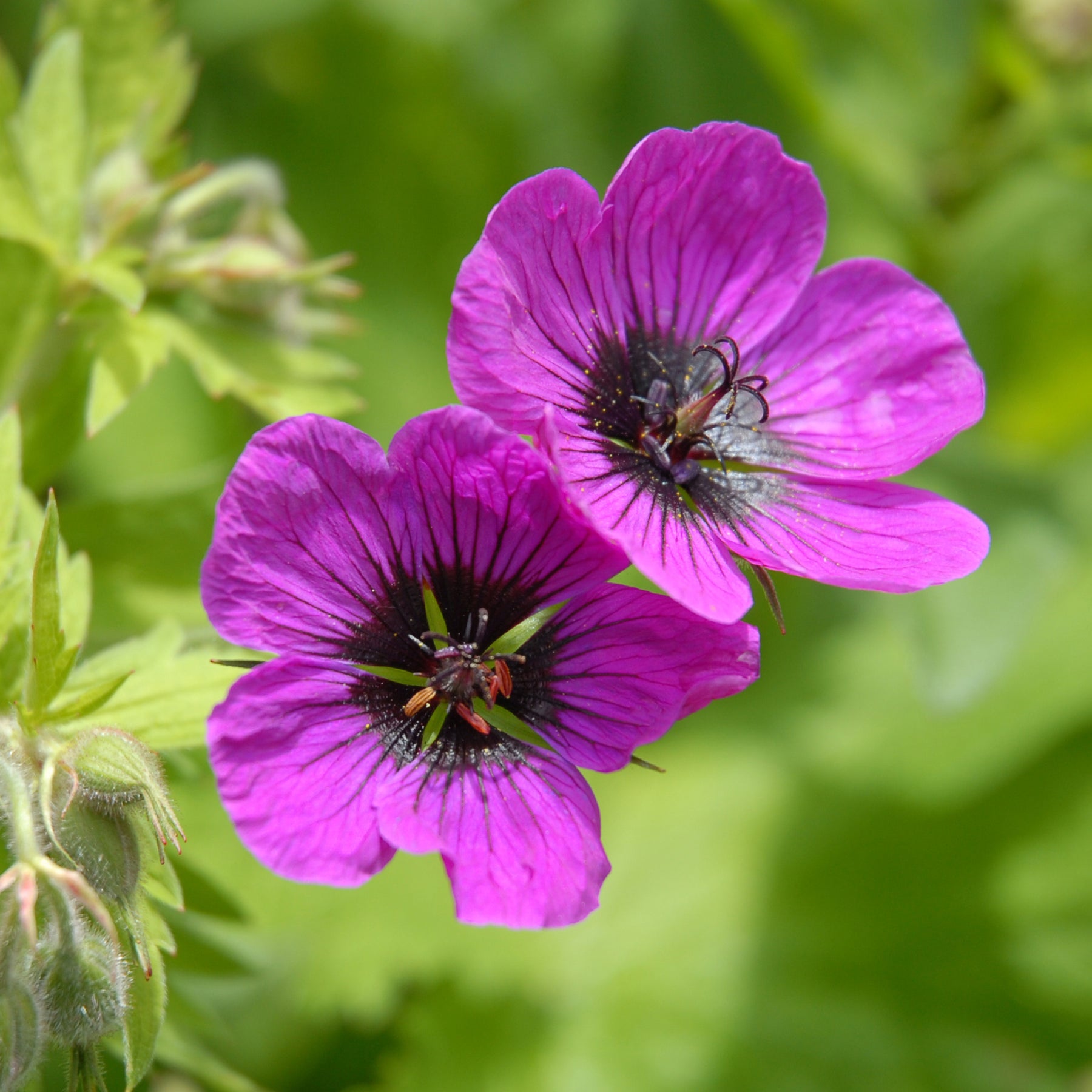 Géranium vivace Patricia