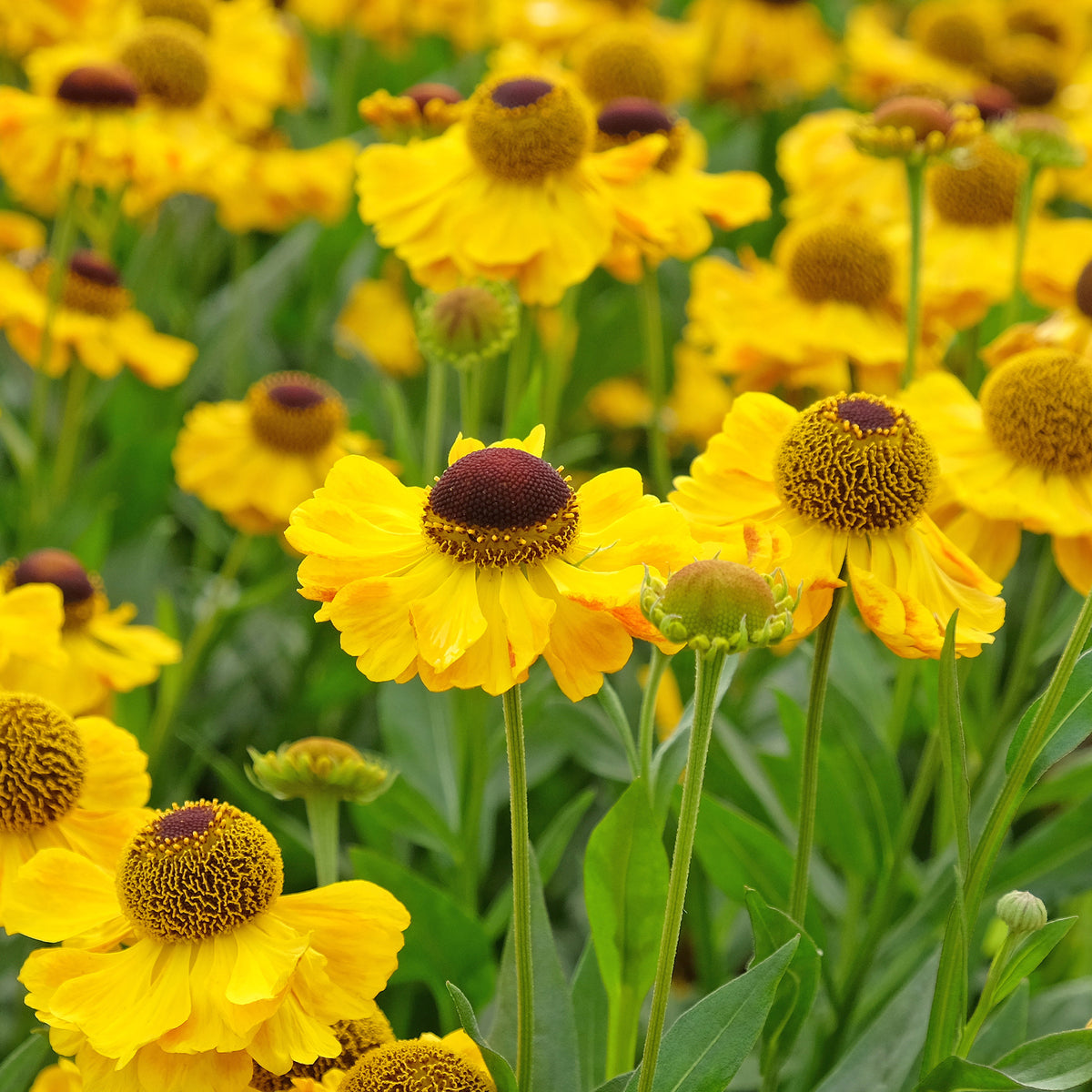 Hélénie Wyndley - Helenium wyndley - Willemse