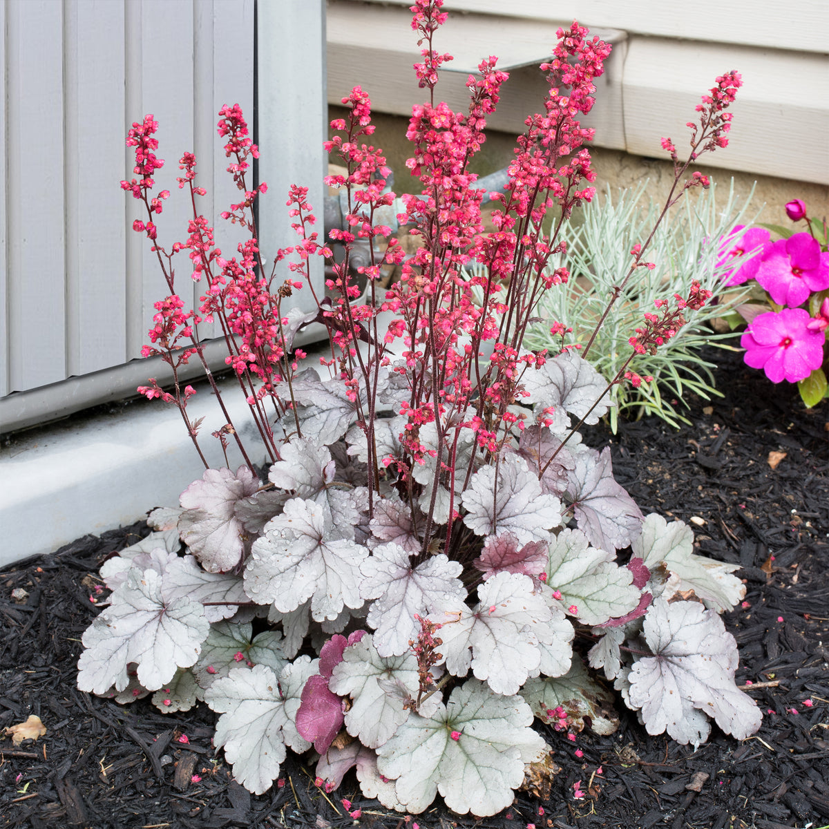Heuchère Silver Gumdrop - Heuchera silver gumdrop ( dolce series ) - Willemse