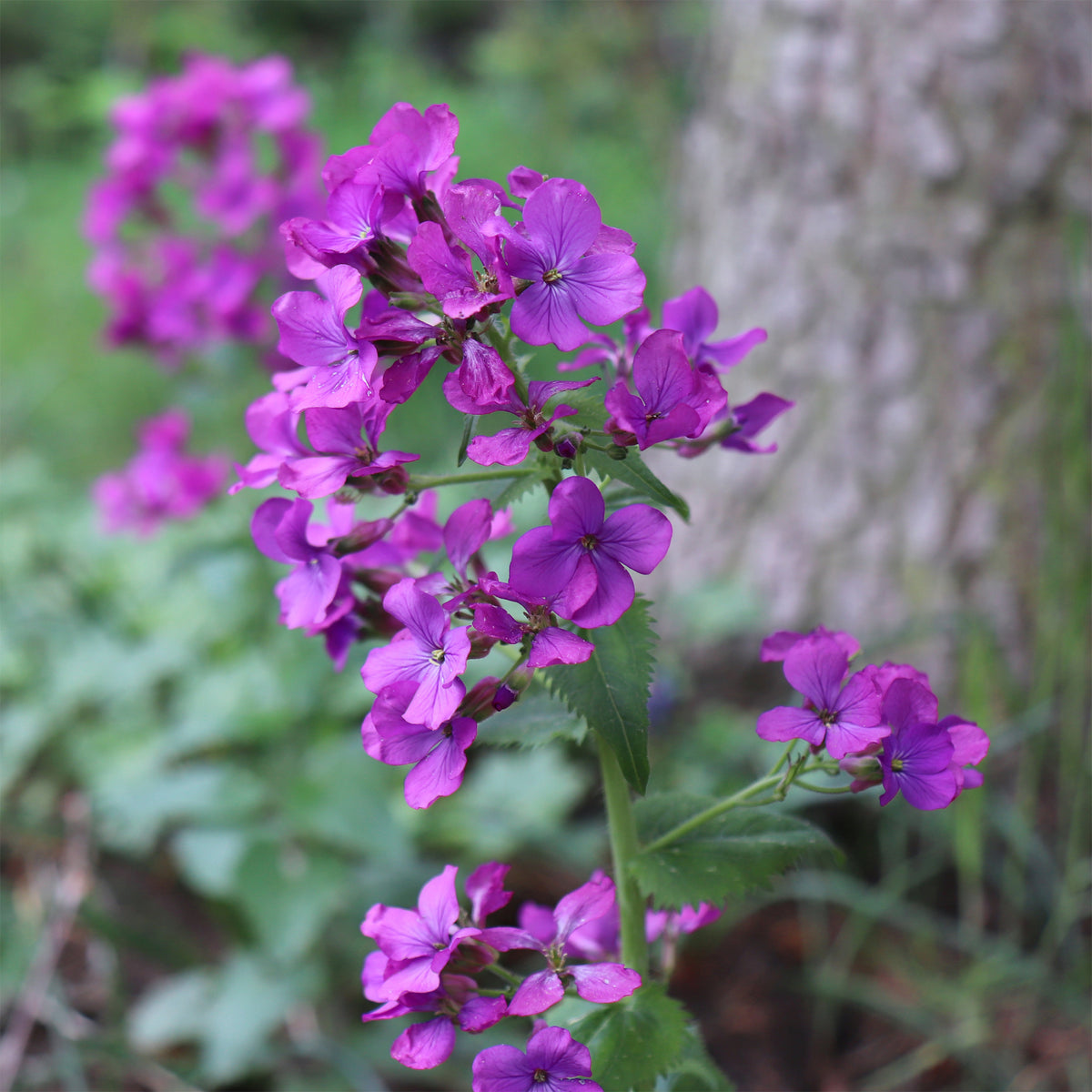 Monnaie du pape - Lunaria annua - Willemse