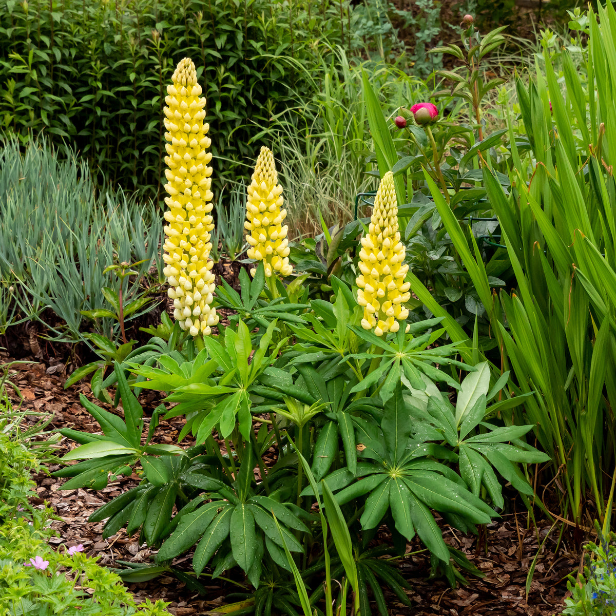 Lupin Chandelier - Lupinus polyphyllus Chandelier - Willemse