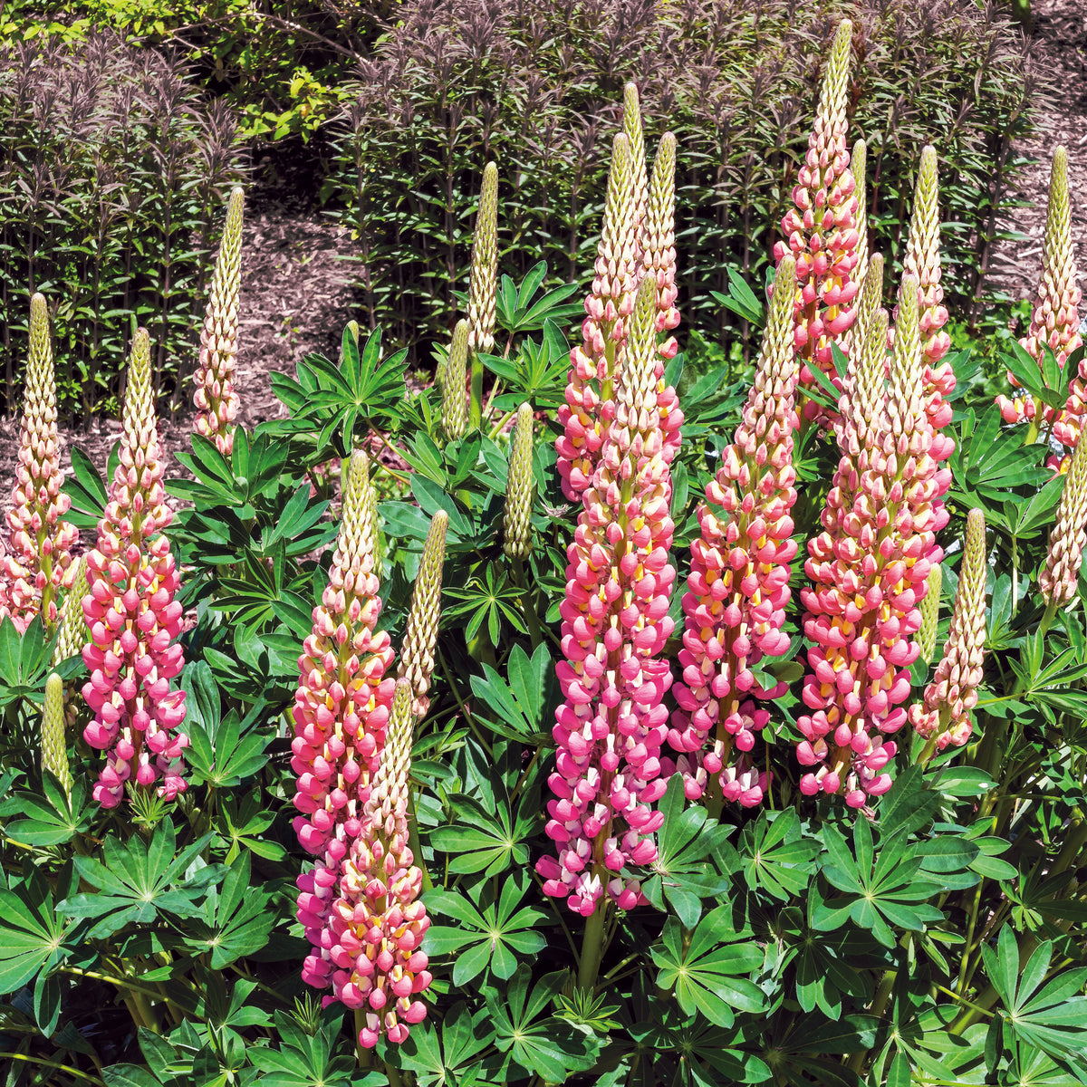 Lupin La Chateleine - Lupinus The Chatelaine - Willemse
