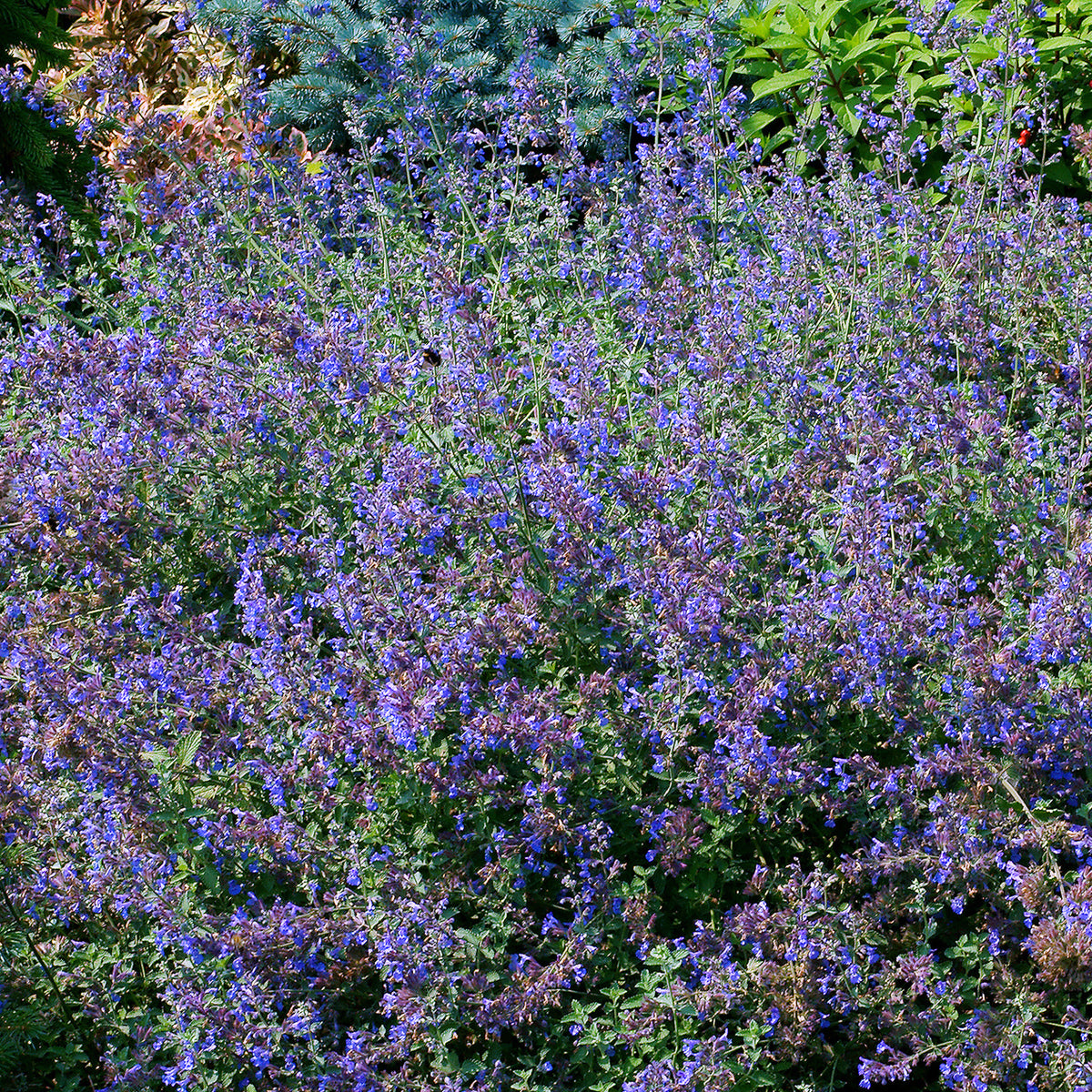 Nepeta - Chataires - Nepeta faassenii - Willemse