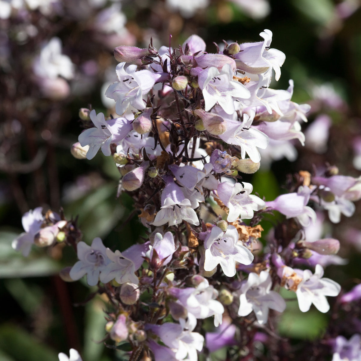 Galane Husker Red - Penstemon - Penstemon digitalis Husker Red - Willemse