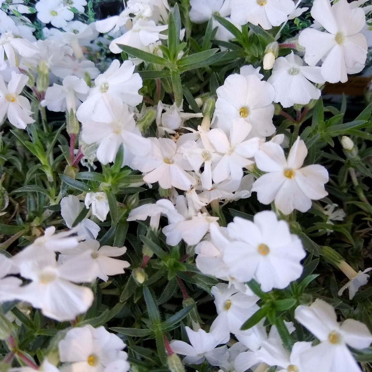Phlox nain White Admiral - Phlox douglasii White Admiral - Willemse