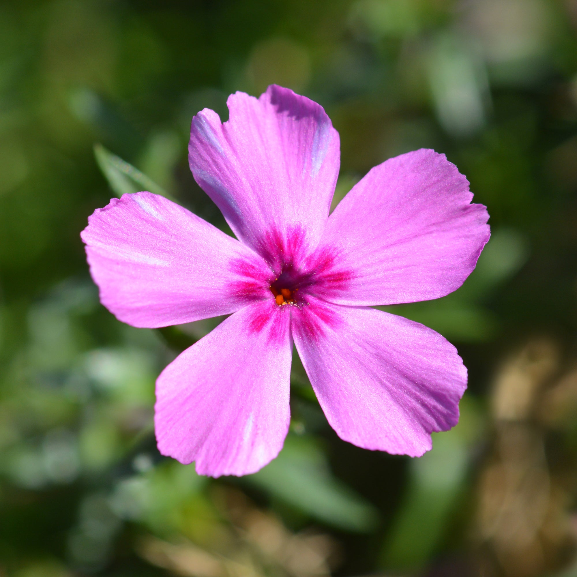Store Romain Romo Tulipa Phlox 7525 – Sur Mesure, Toutes Dimensions