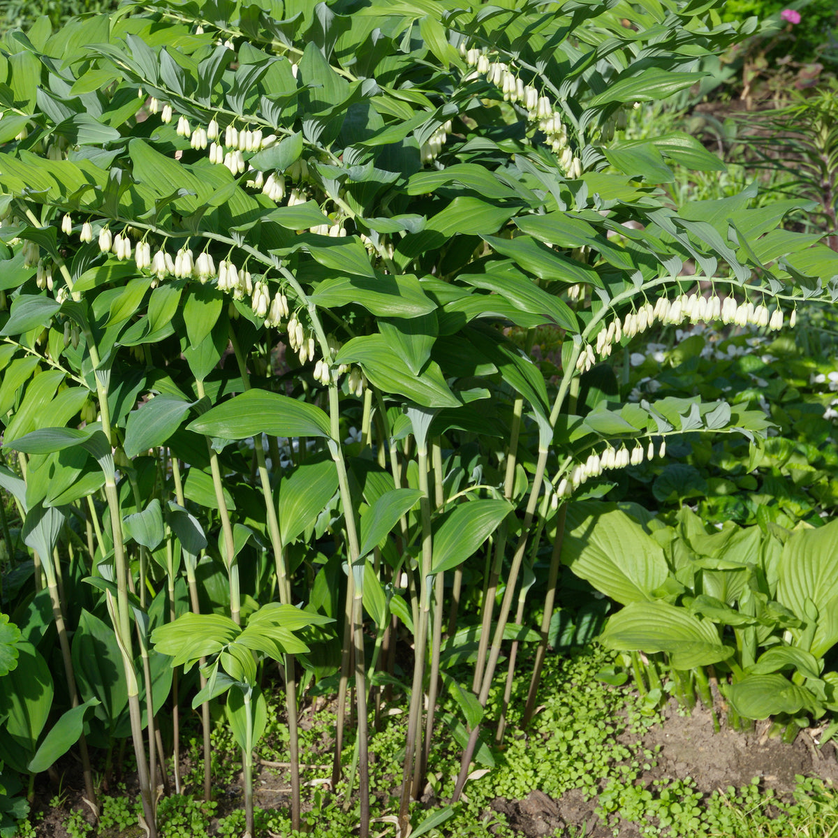 Sceau de Salomon - Polygonatum multiflorum - Willemse