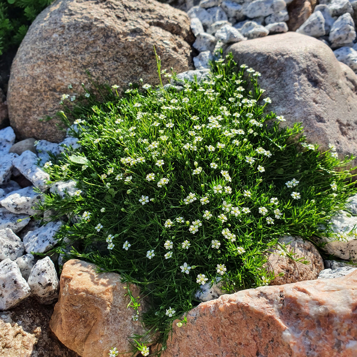Sagine subulée - Sagina subulata - Willemse