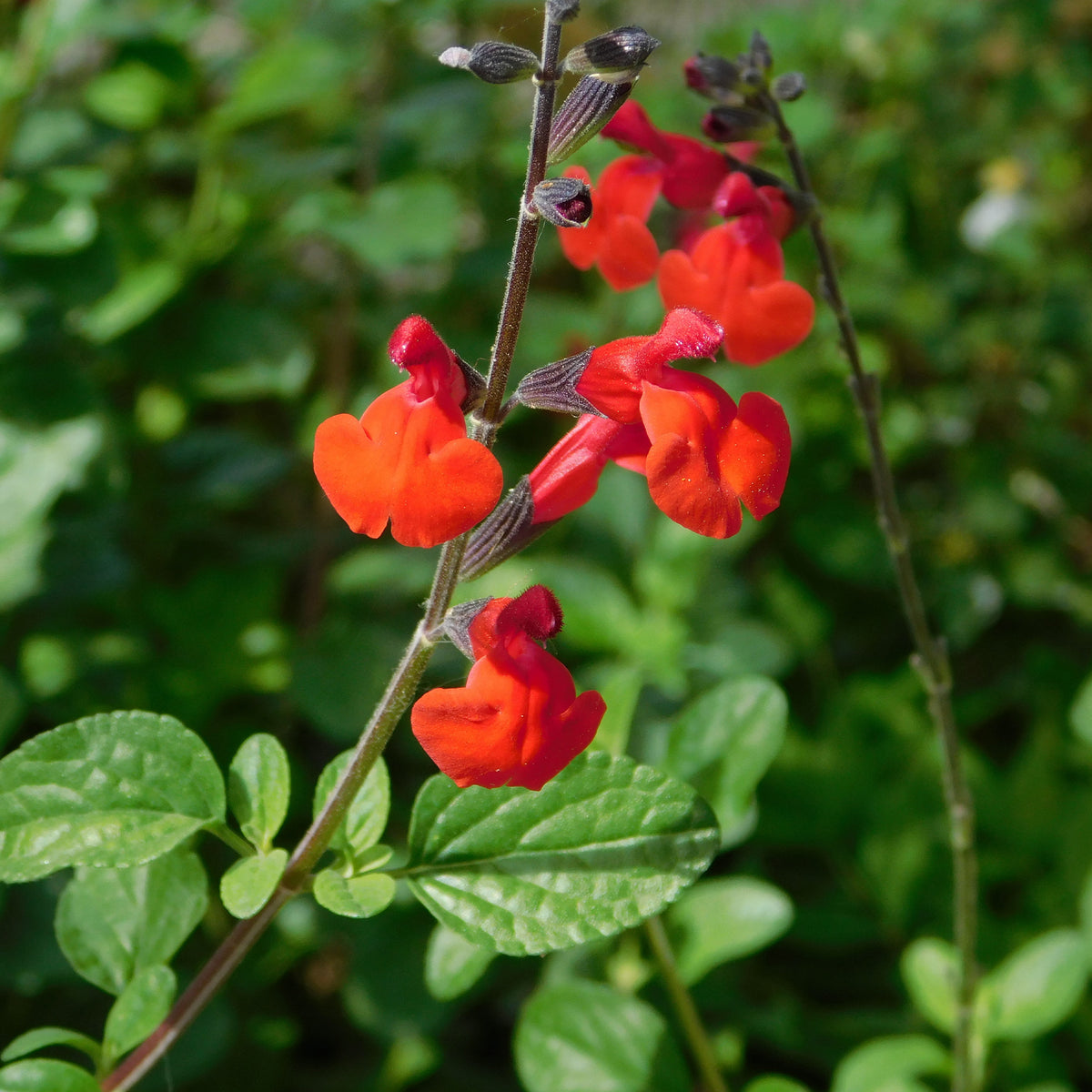 Sauge arbustive Royal Bumble - Salvia royal bumble - Willemse
