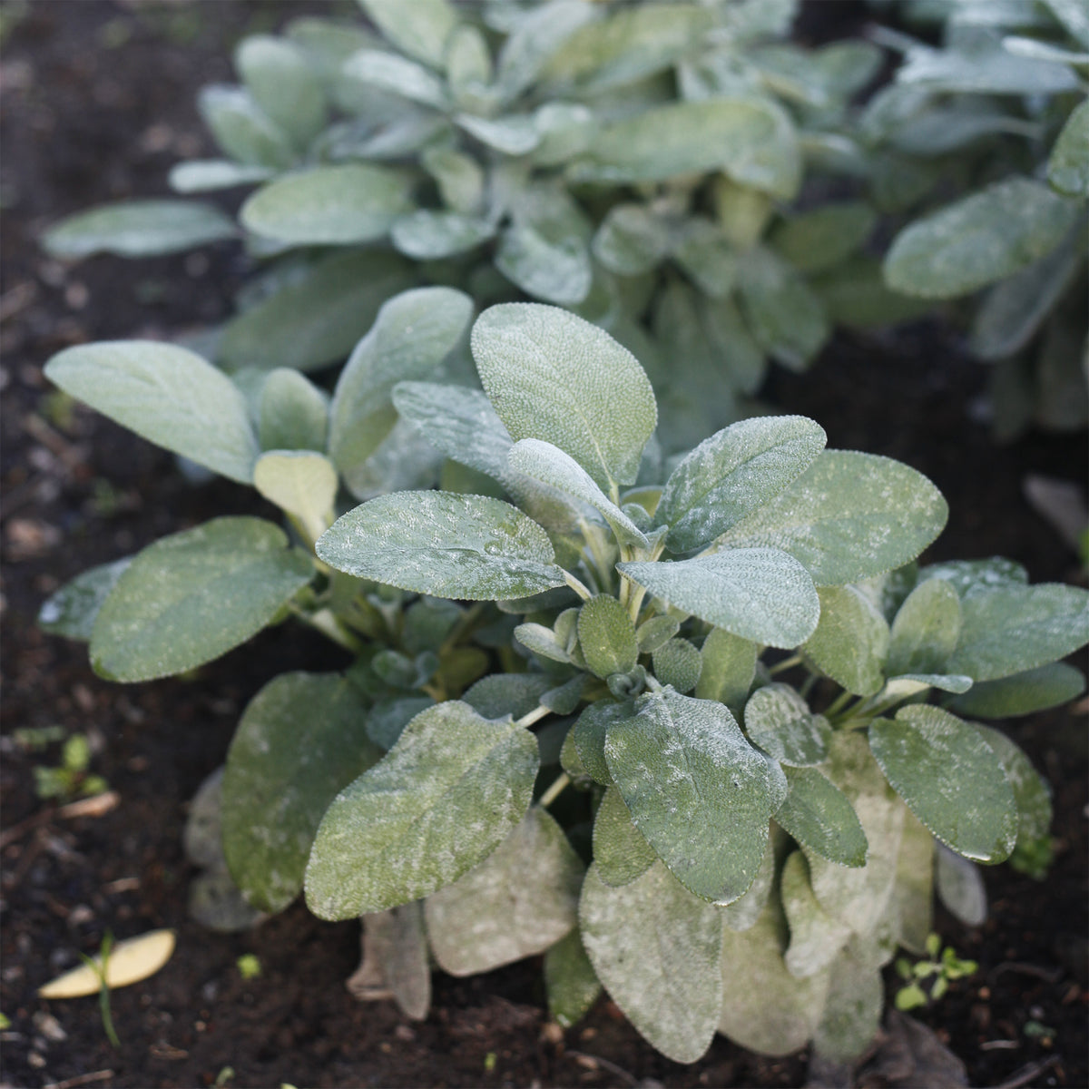 Sauge officinale Berggarten - Salvia officinalis berggarten - Willemse