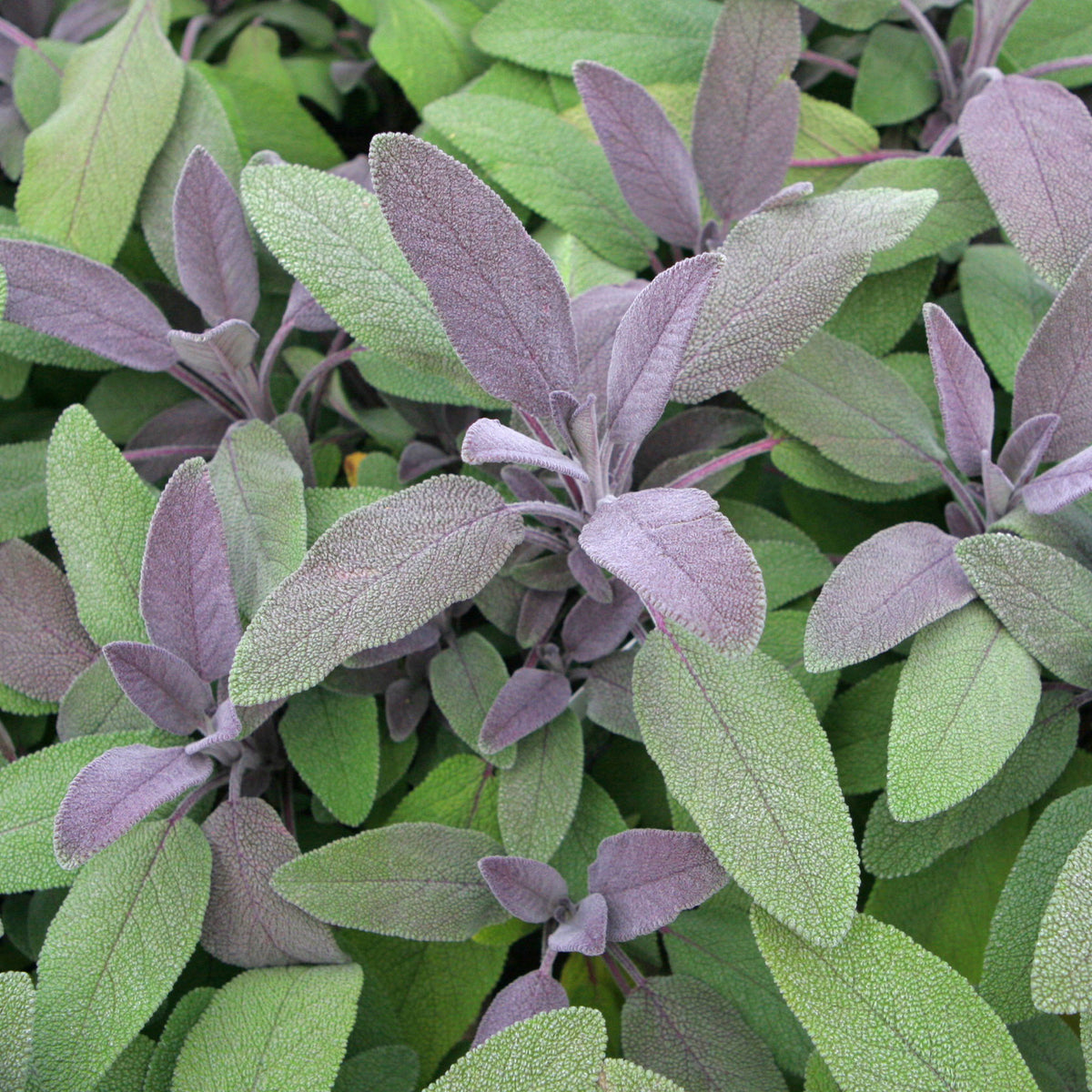 Sauge officinale Purpurascens - Salvia officinalis purpurascens - Willemse
