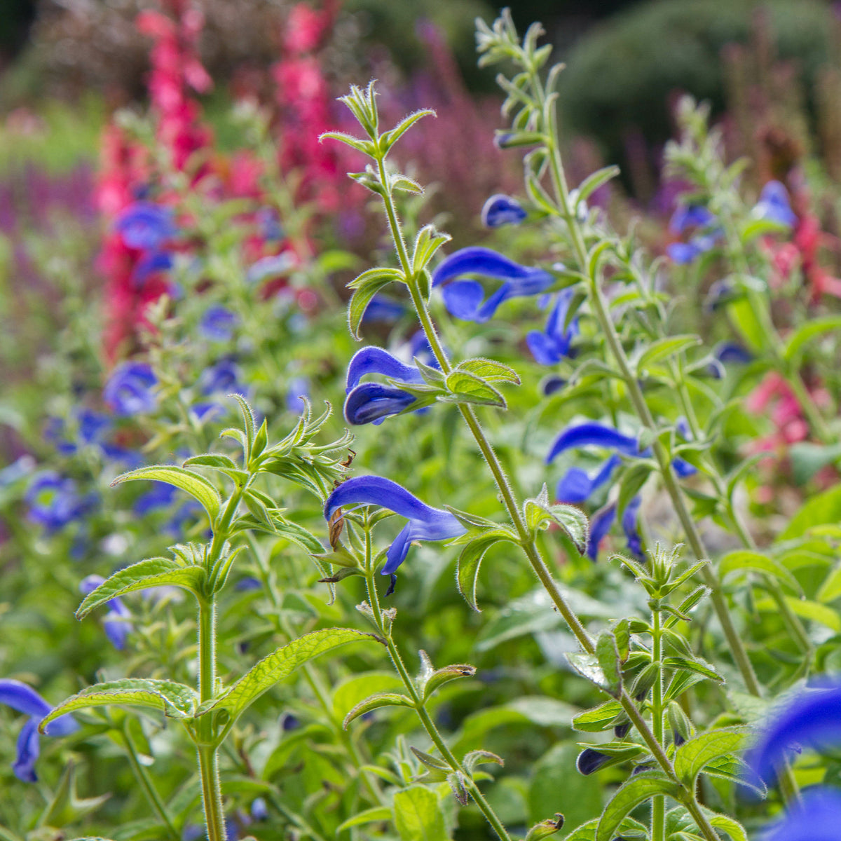 Sauge gentiane - Salvia patens - Willemse