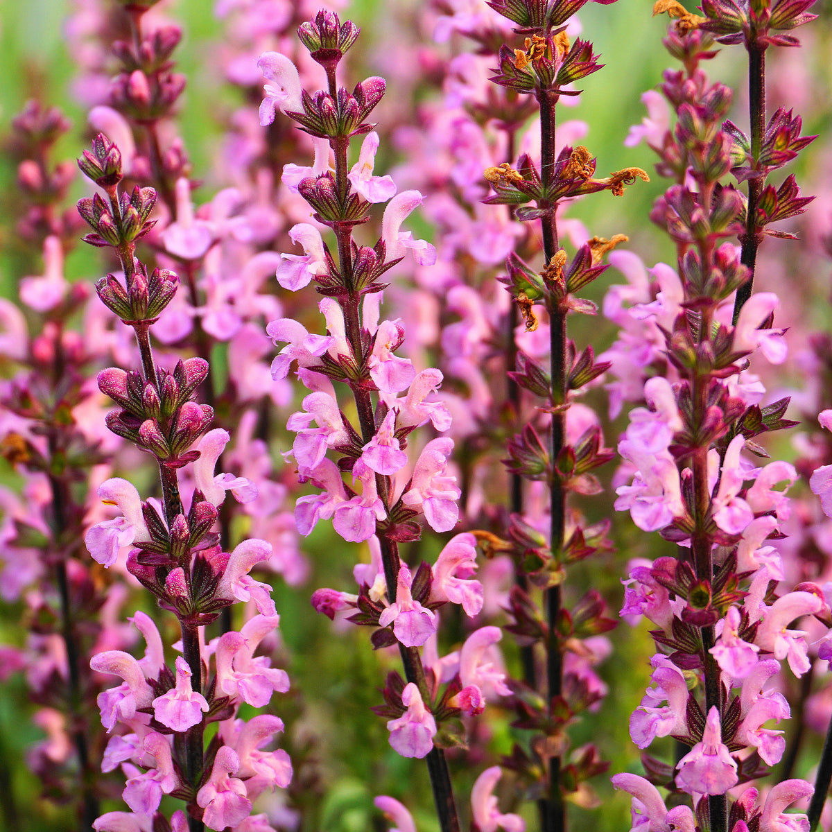 Sauge des prés Rose Rhapsody - Salvia pratensis Rose Rhapsody (ballet series) - Willemse