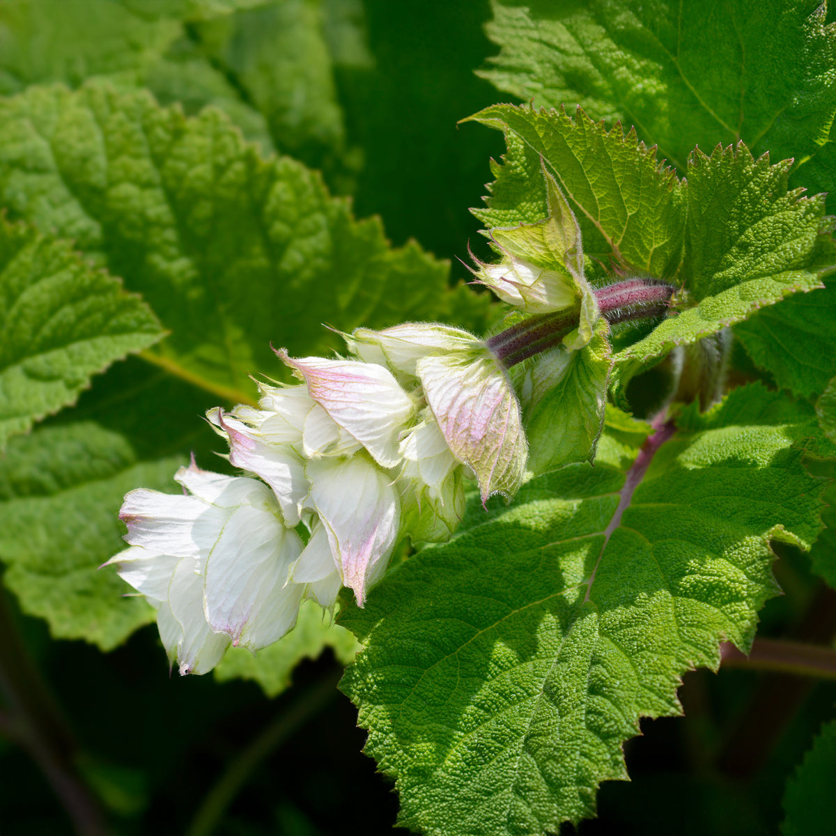 Sauge sclarée Vatican White - Salvia sclarea vatican white - Willemse