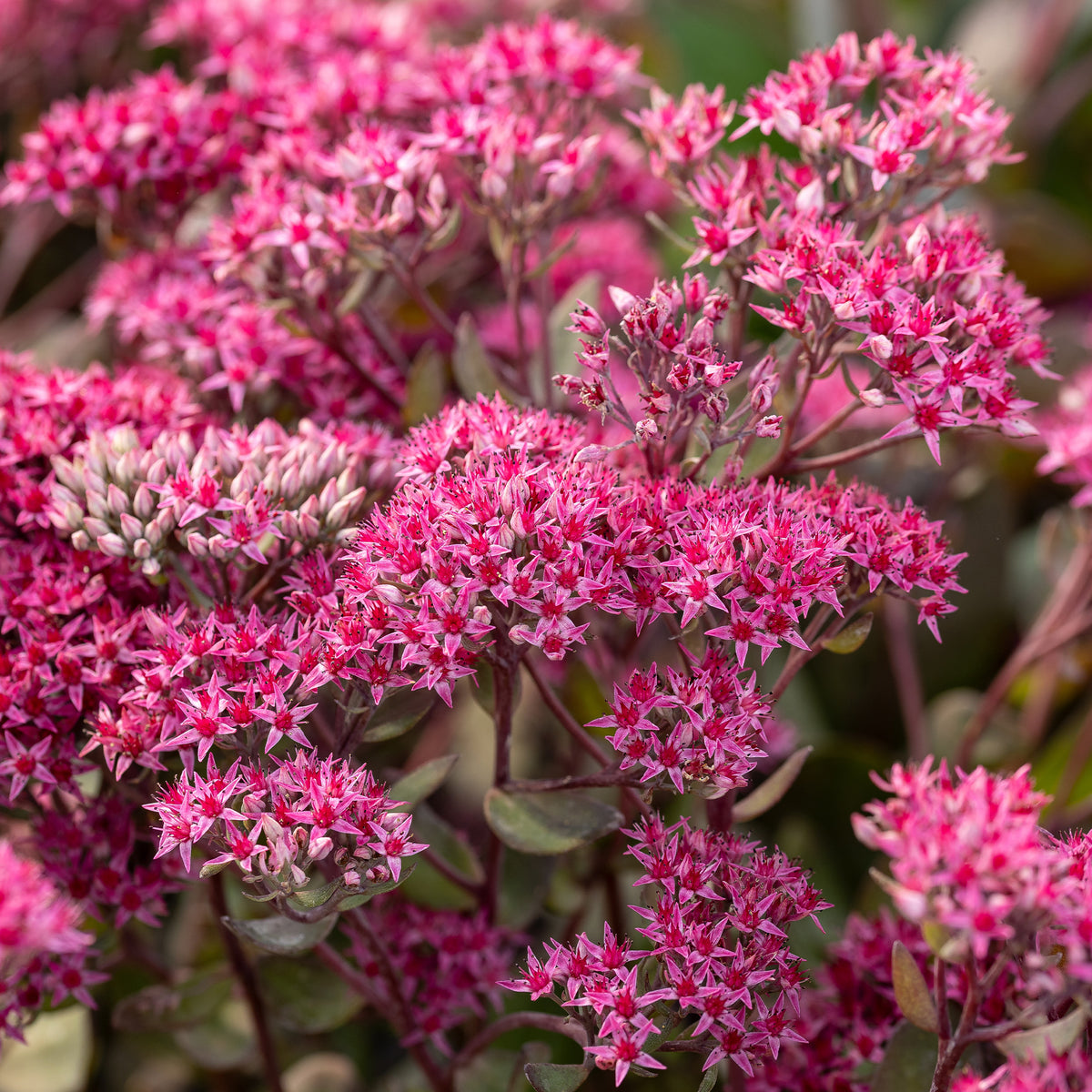 Sedum Thunderhead - Sedum thunderhead - Willemse