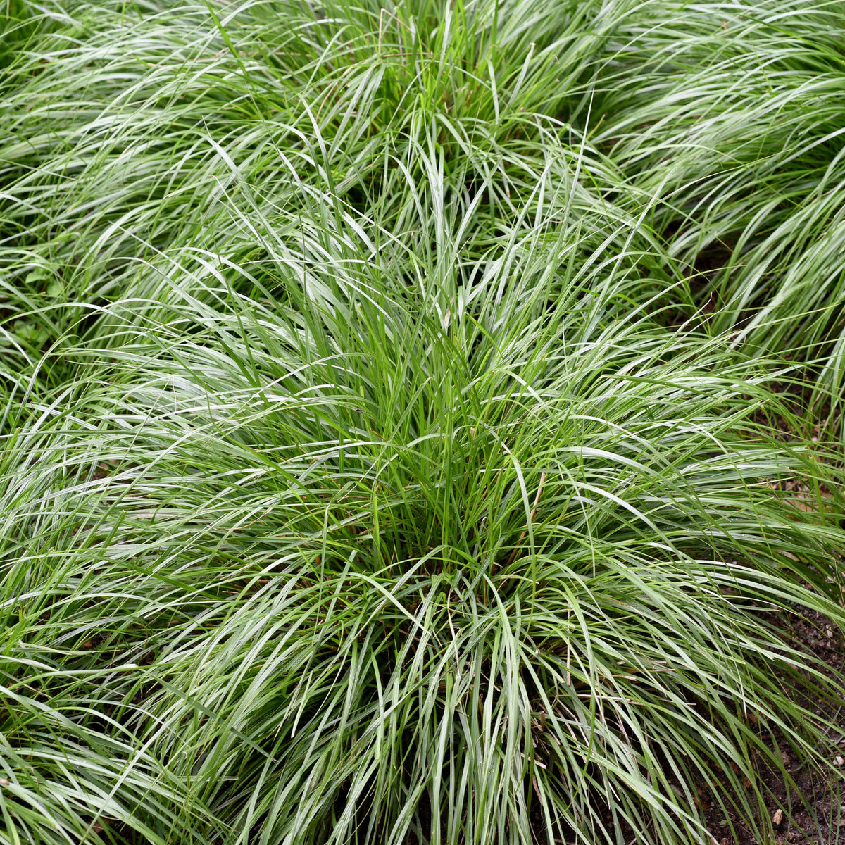 Laîche des montagnes - Carex - Carex montana - Willemse