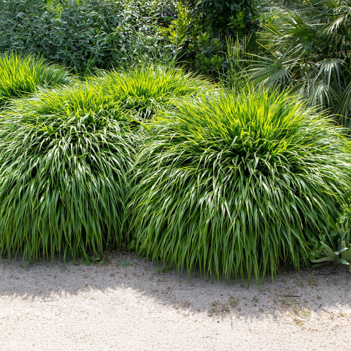 Herbe du Japon - Hakonechloa macra - Willemse