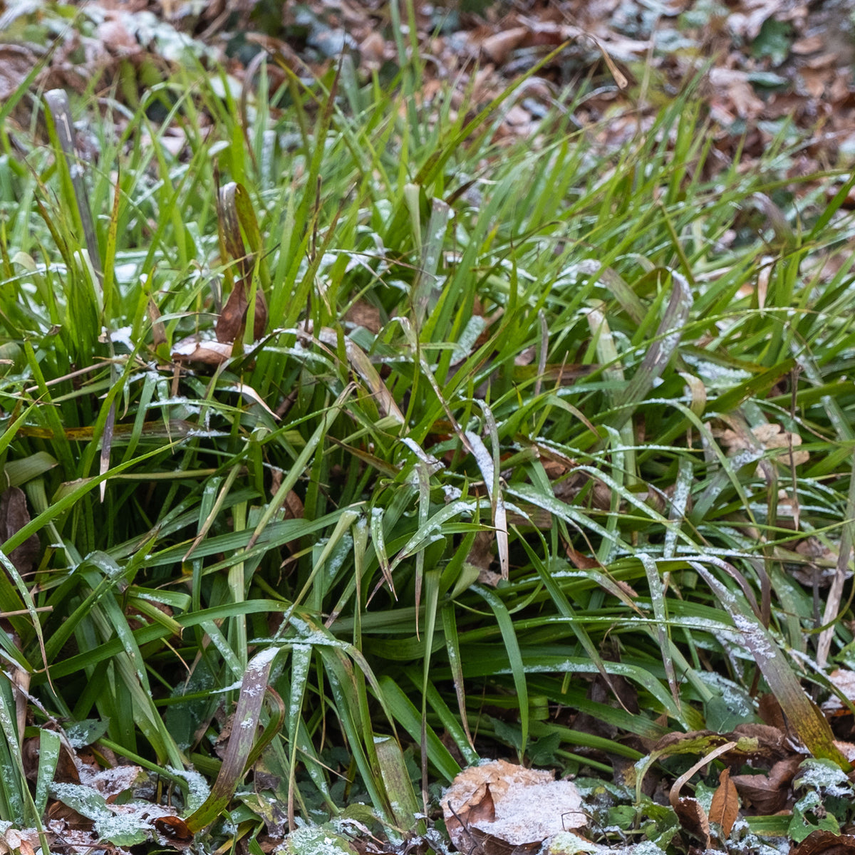Luzule des bois - Luzula sylvatica - Willemse