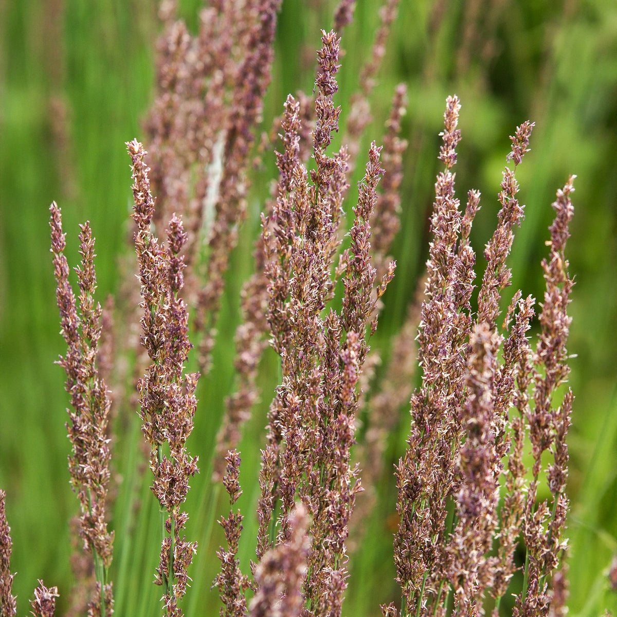 Molinie bleue Moorhexe - Molinia caerulea Moorhexe - Willemse