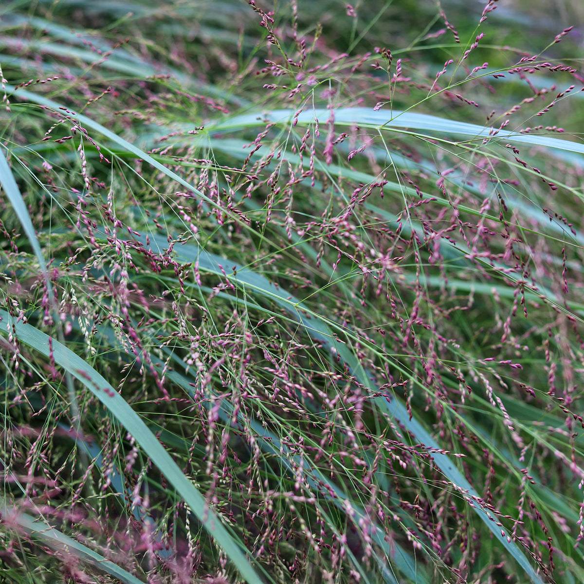 Panic érigé Squaw - Panicum virgatum Squaw - Willemse