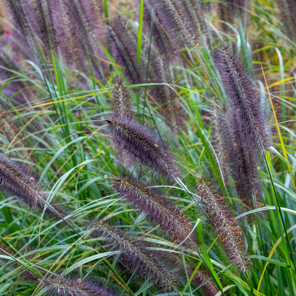 Herbe aux écouvillons Black Beauty - Pennisetum - Pennisetum alopecuroides Black Beauty - Willemse