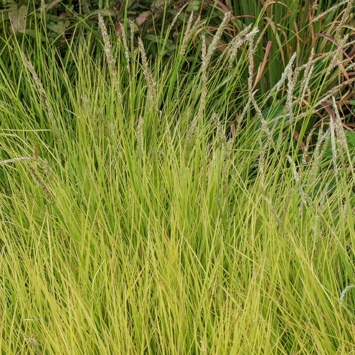 Seslérie d'automne - Sesleria autumnalis - Willemse