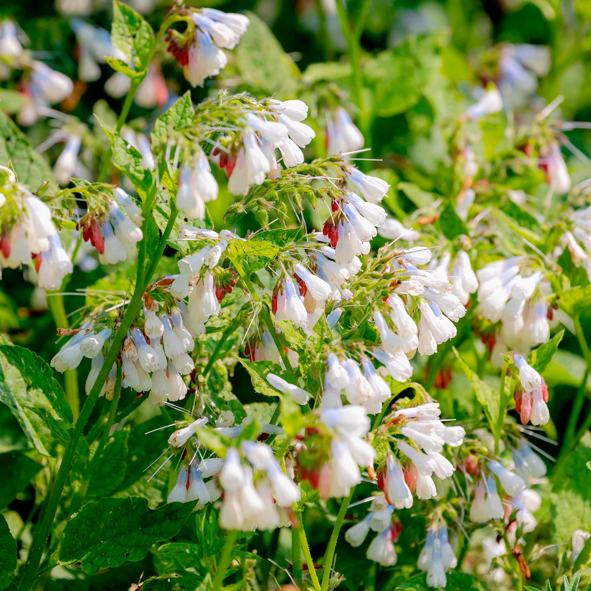 Consoude à grandes fleurs Wisley Blue - Symphytum grandiflorum wisley blue - Willemse