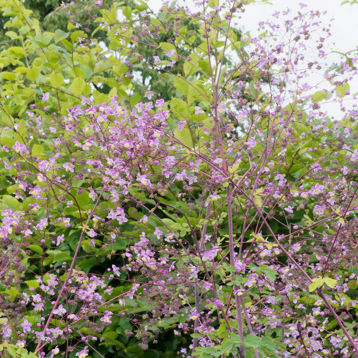 Pigamon Splendide - Thalictrum delavayi Splendide - Willemse