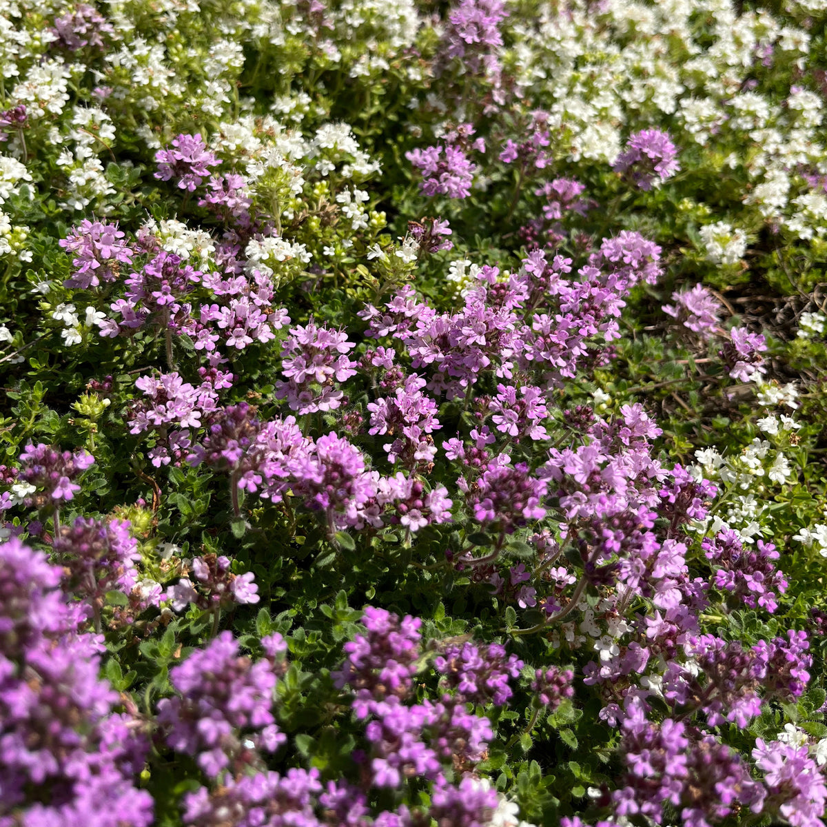 Thym précoce Coccineus - Thymus praecox coccineus - Willemse